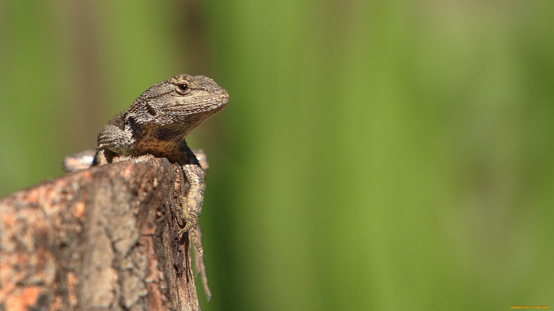 животные, Ящерицы, , игуаны, , вараны, пень, ящерица