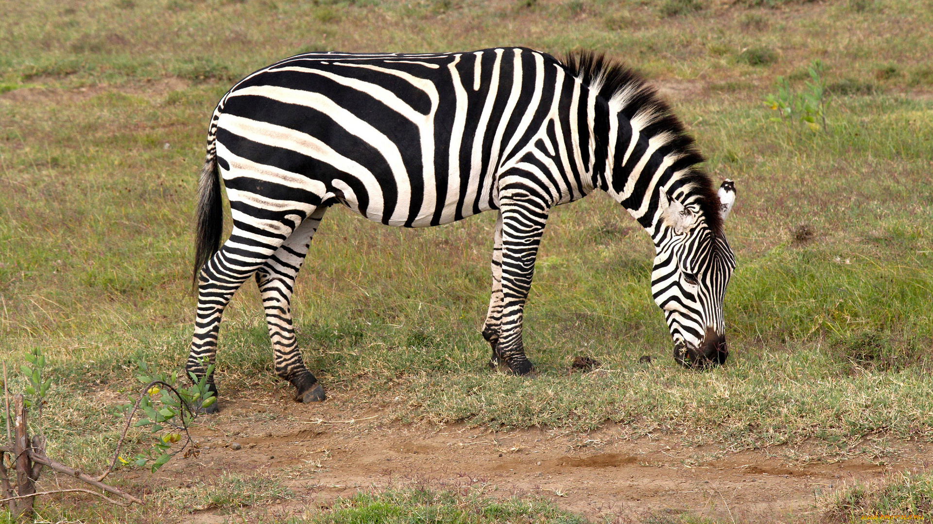 животные, зебры, зебра