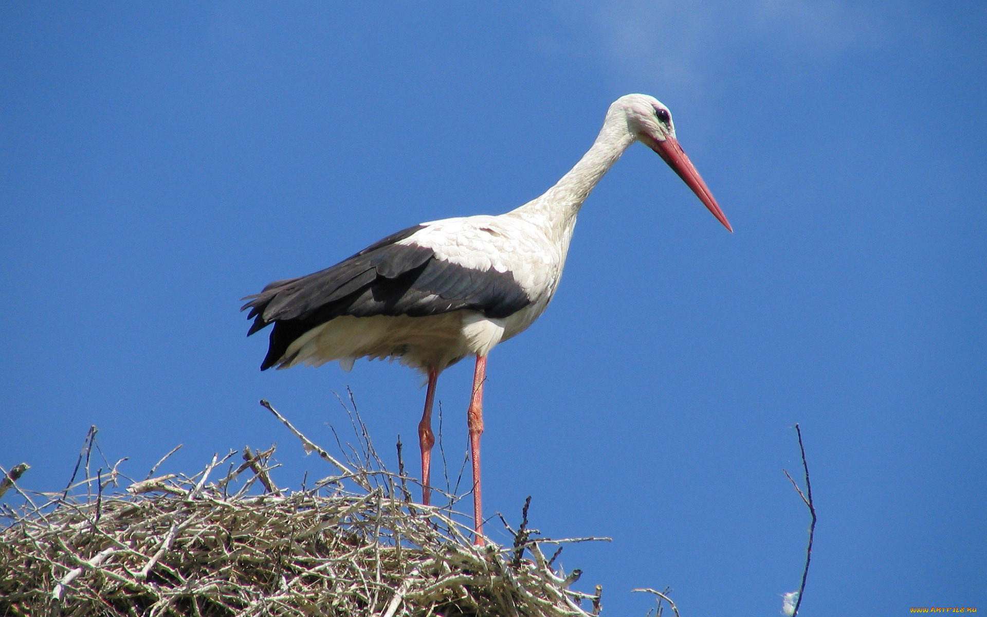 животные, аисты, аист, гнездо