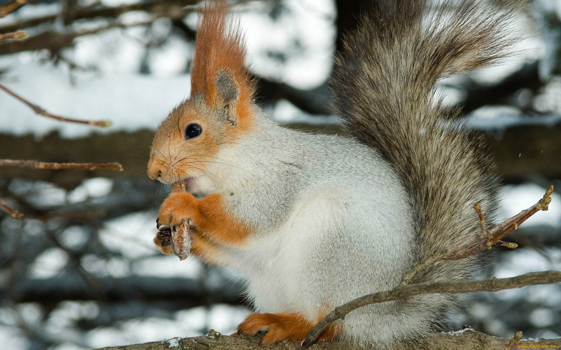 животные, белки, белка