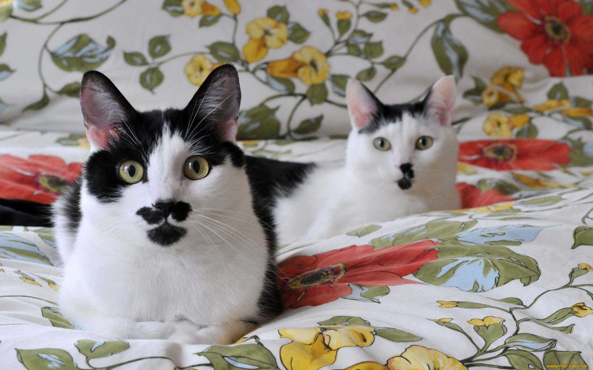 животные, коты, взгляд, кошки