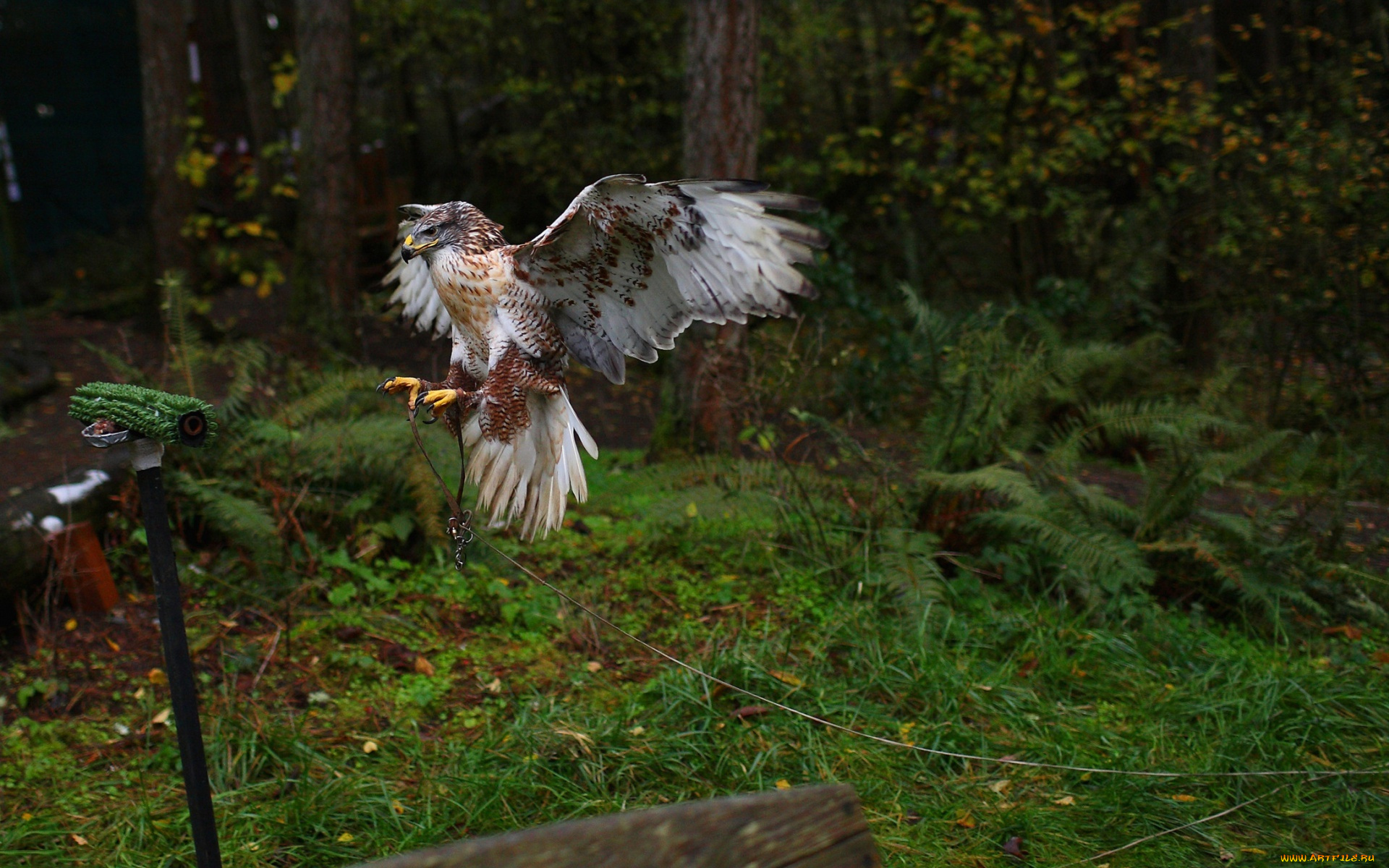 животные, птицы, -, хищники, полет, птица