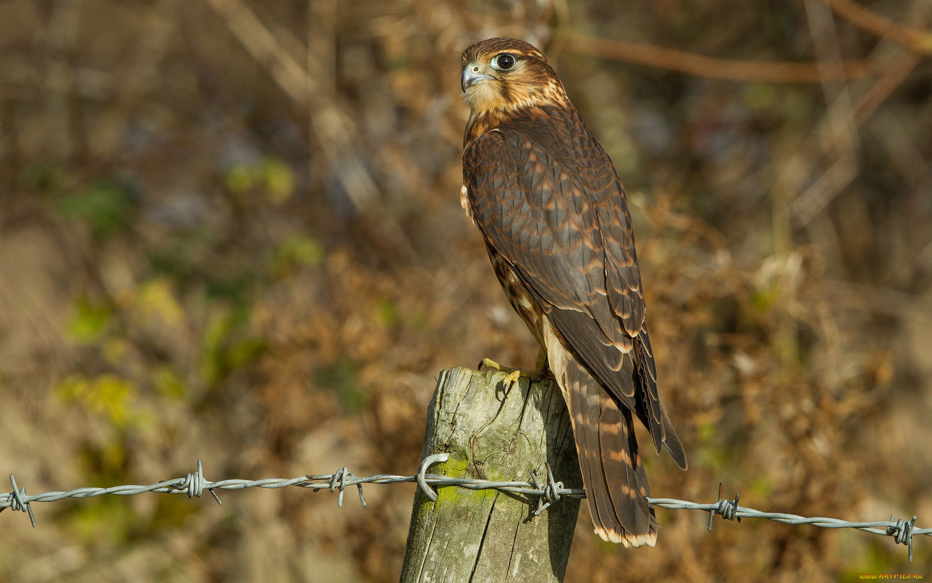 животные, птицы, -, хищники, взгляд, птица
