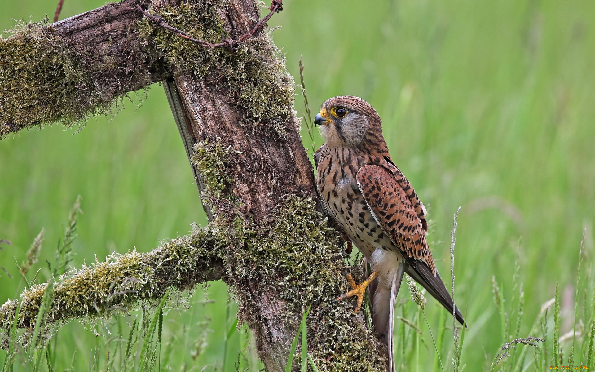 животные, птицы, -, хищники, забор, птица