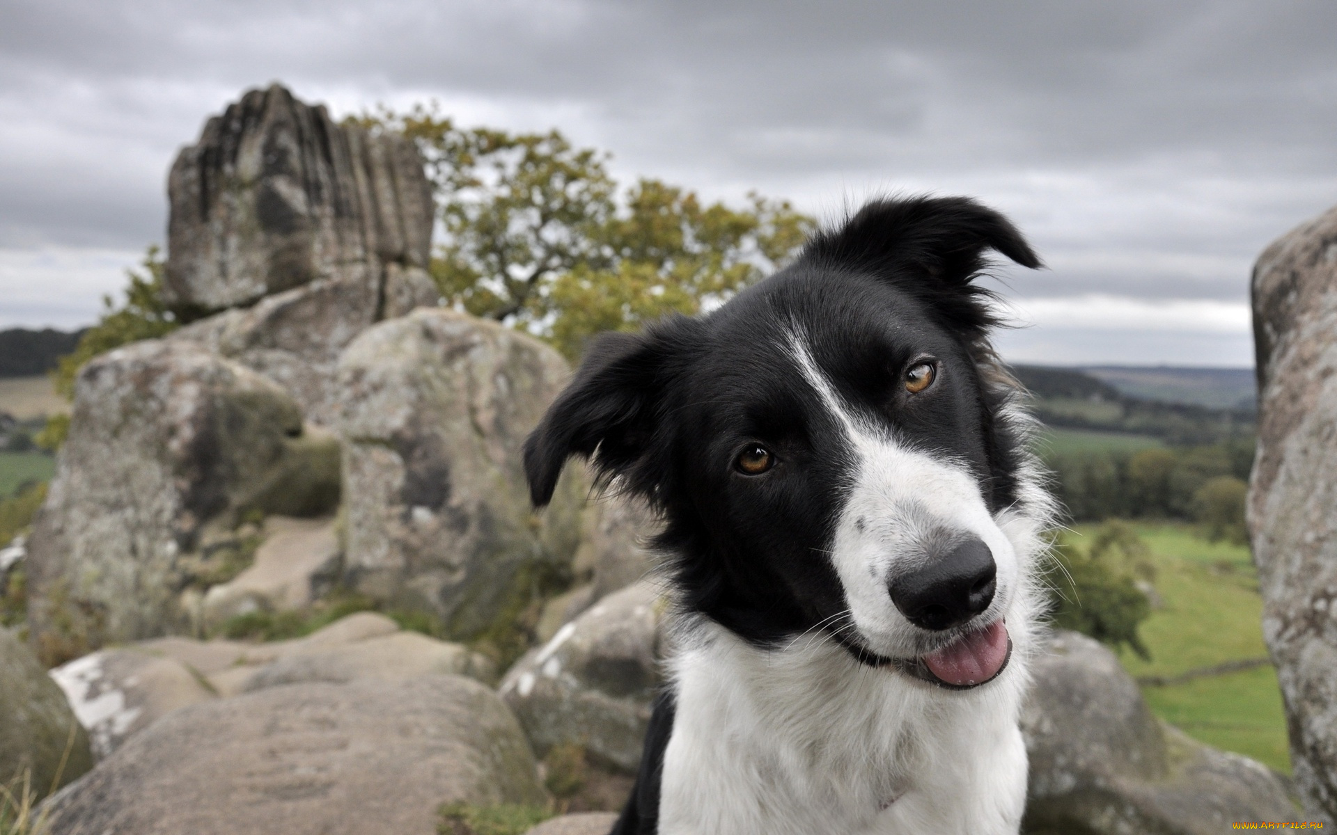 животные, собаки, гуфи, взгляд
