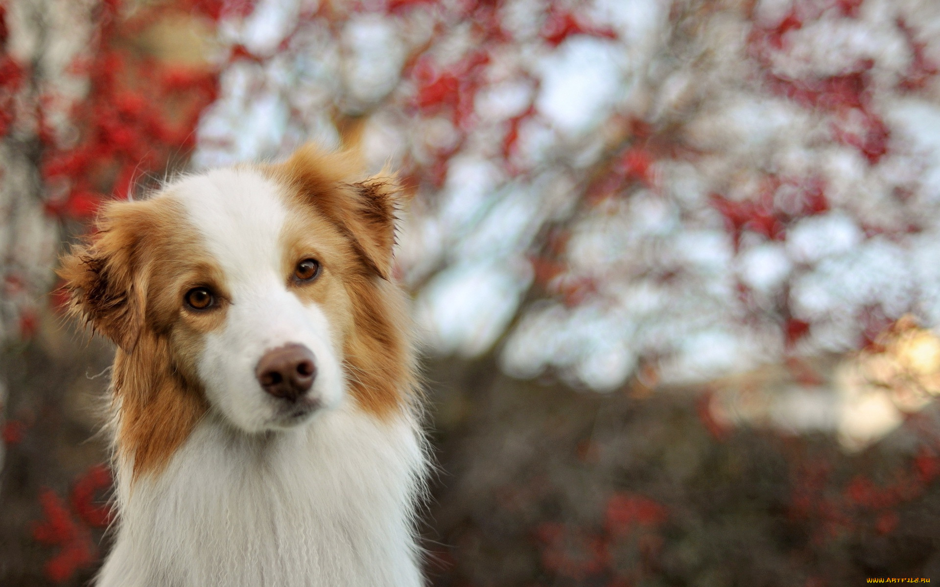 животные, собаки, взгляд