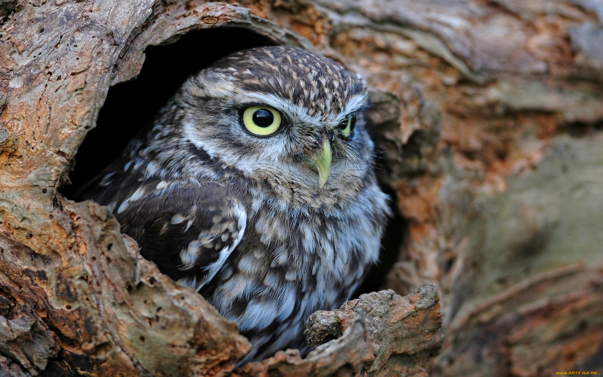 животные, совы, дупло, сова