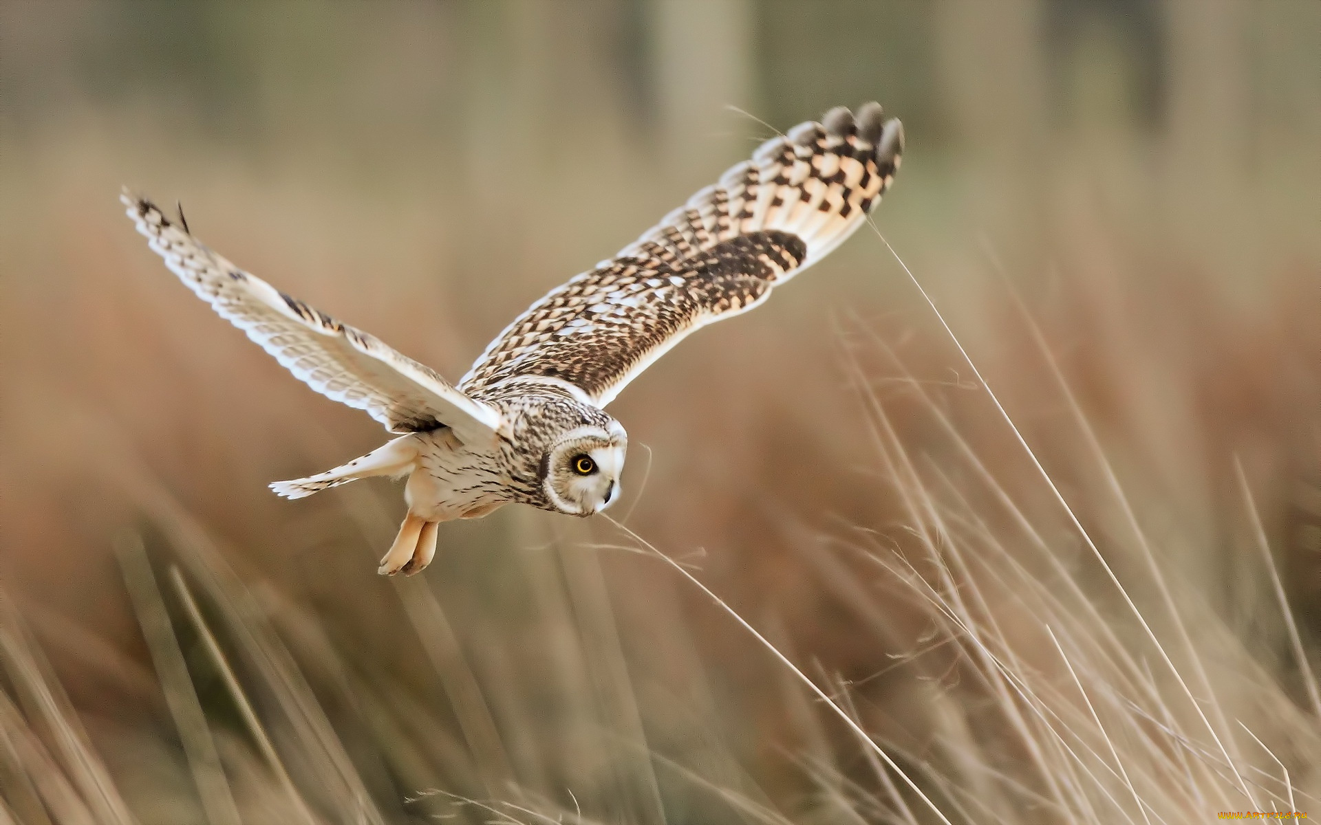 животные, совы, трава, полет, сова