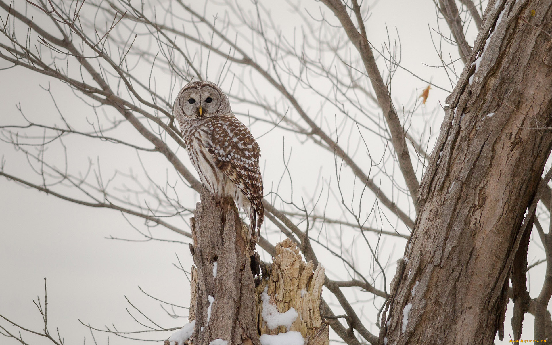 животные, совы, взгляд, дерево, сова
