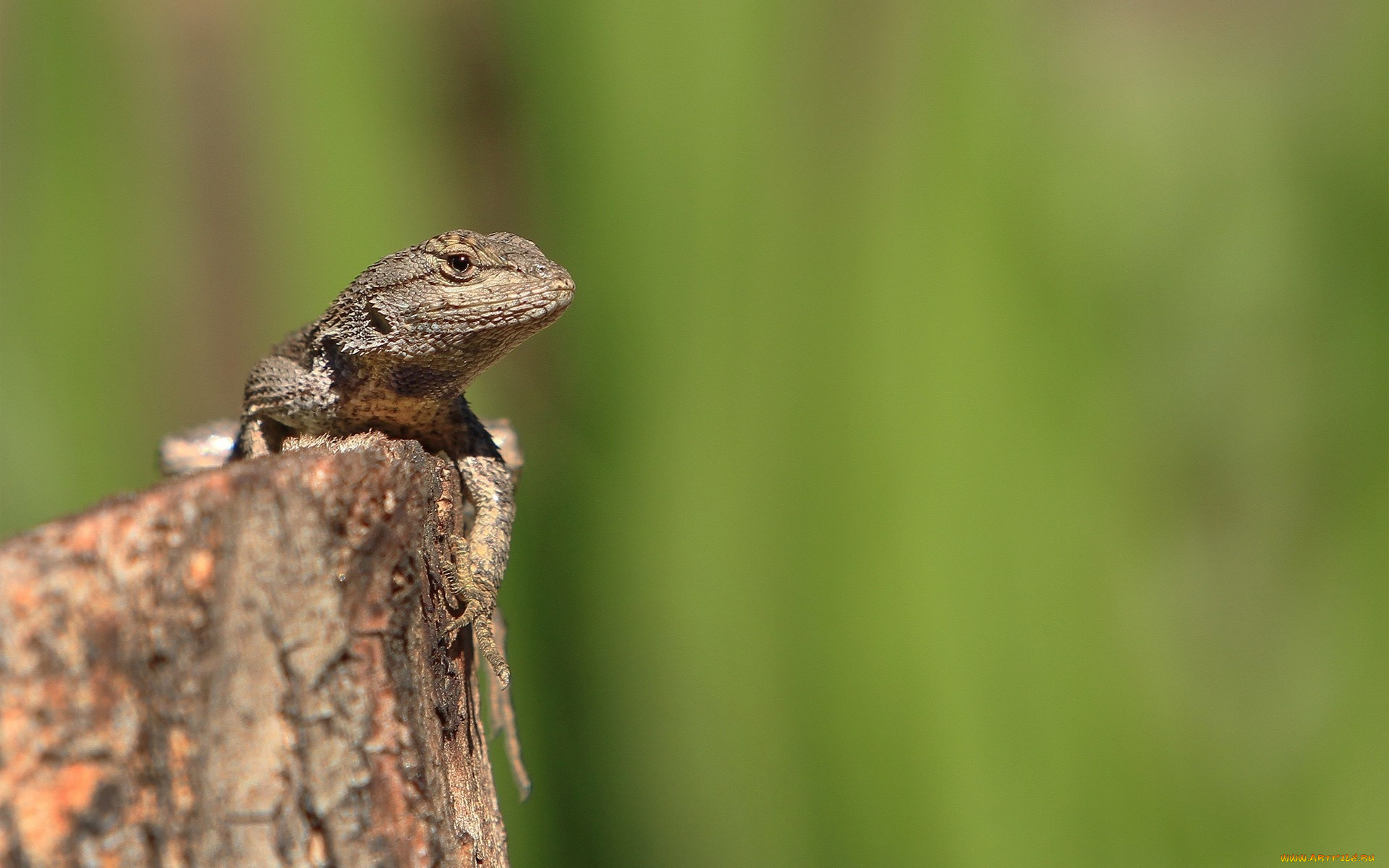 животные, Ящерицы, , игуаны, , вараны, пень, ящерица