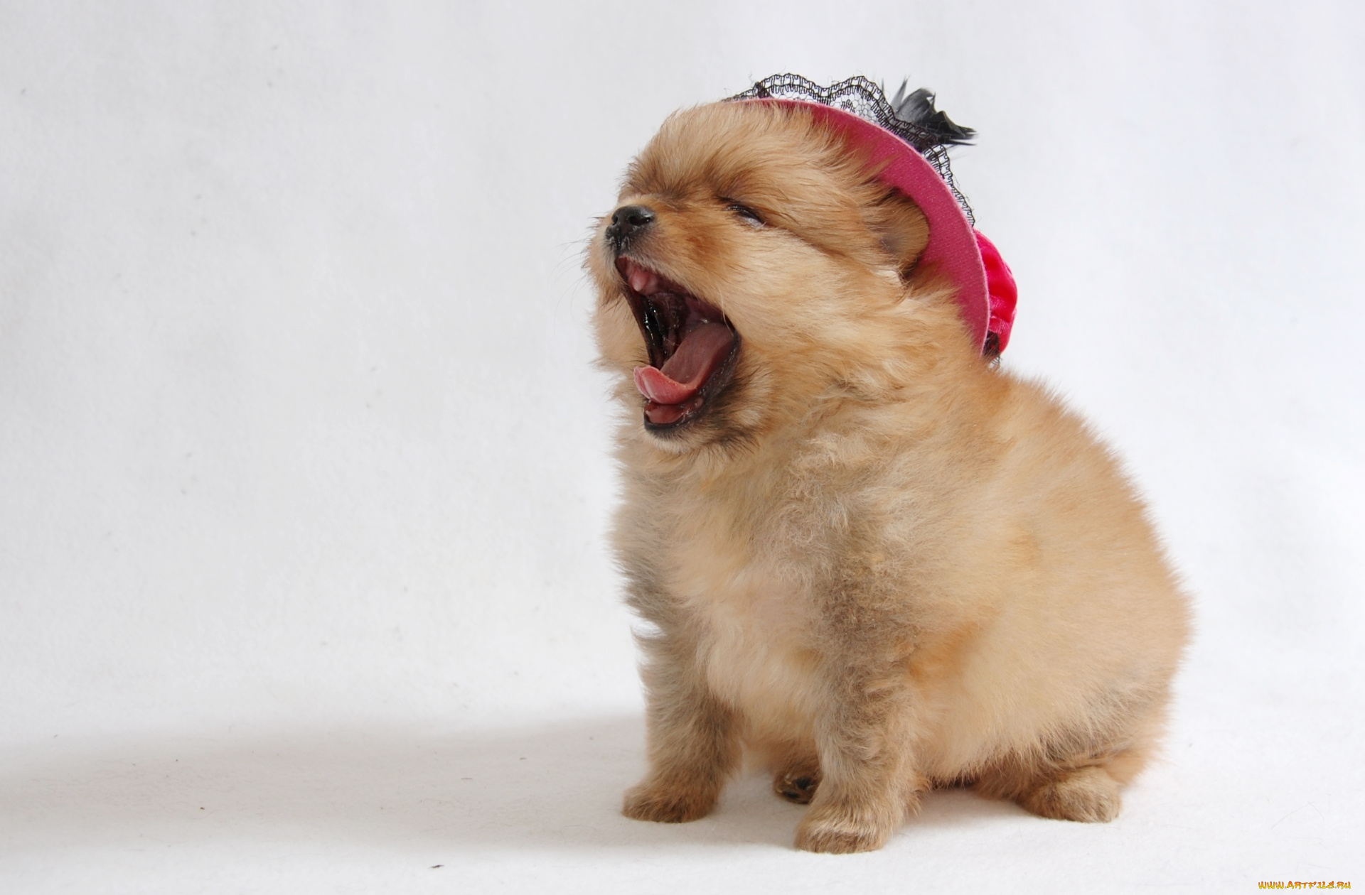 животные, собаки, шпиц, зевок, щенок