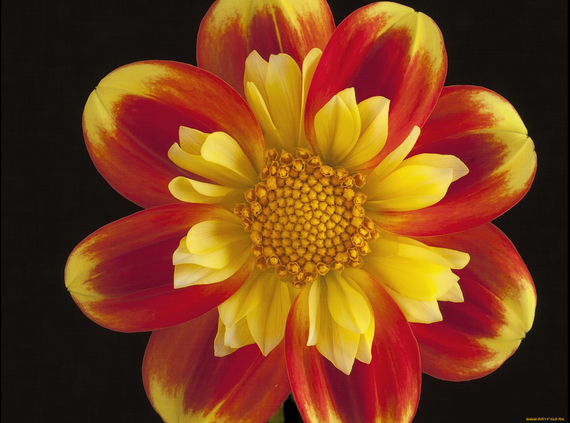 цветы, георгины, георгин, красно-жёлтый, цветок