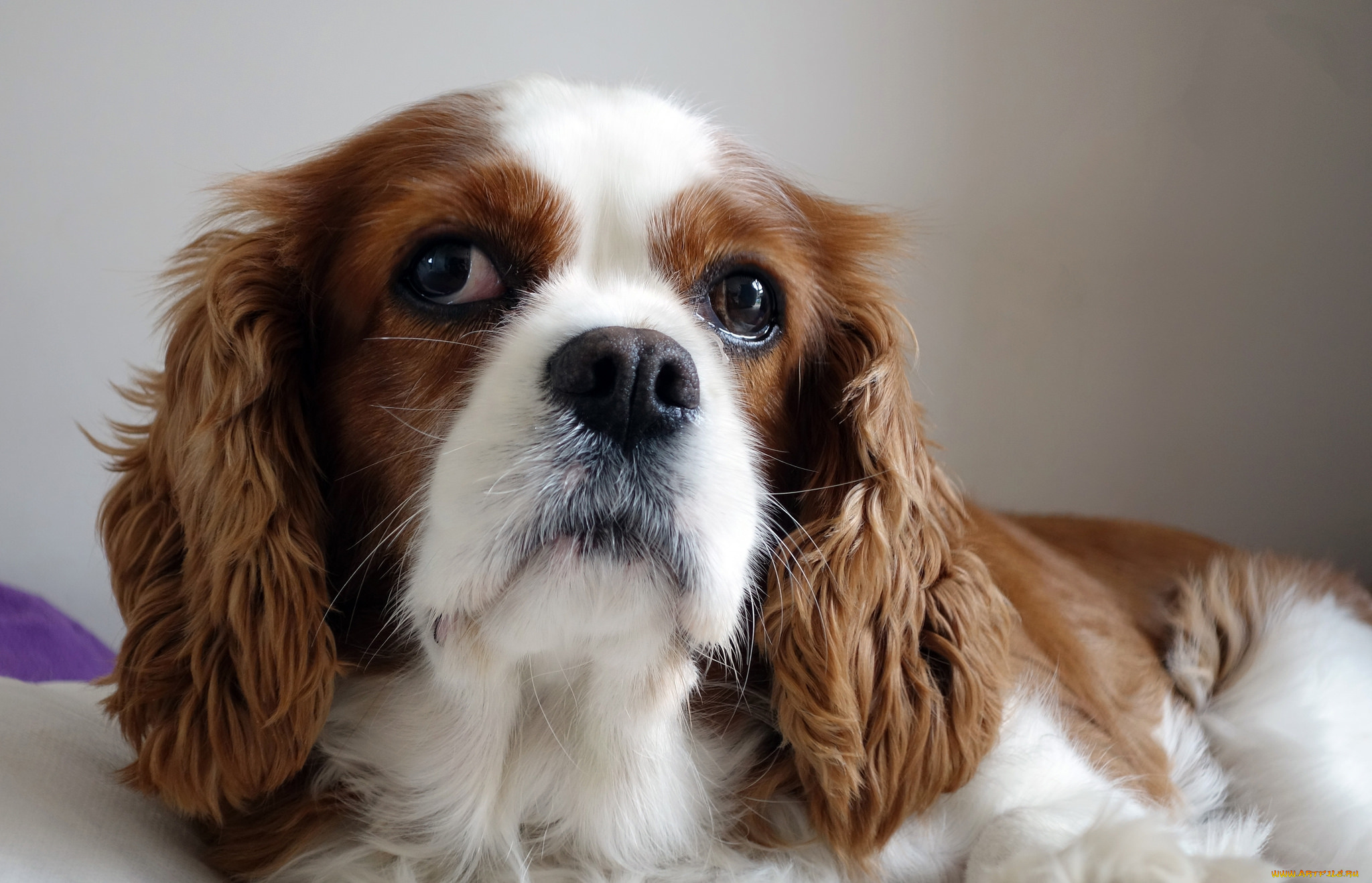 животные, собаки, взгляд, спаниель