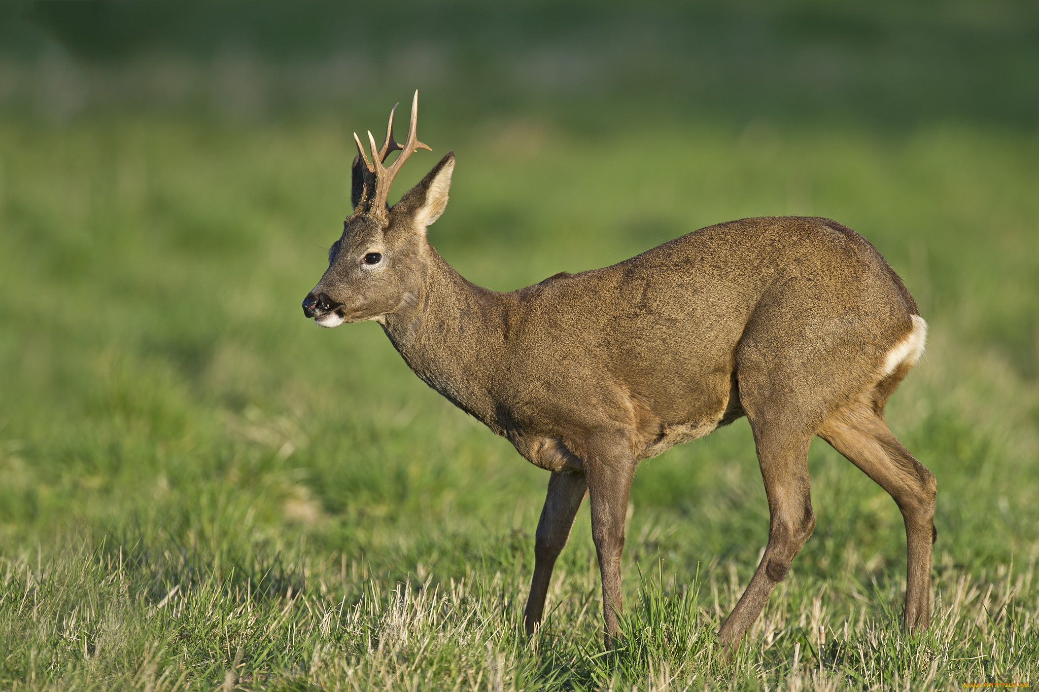 животные, олени, олениха