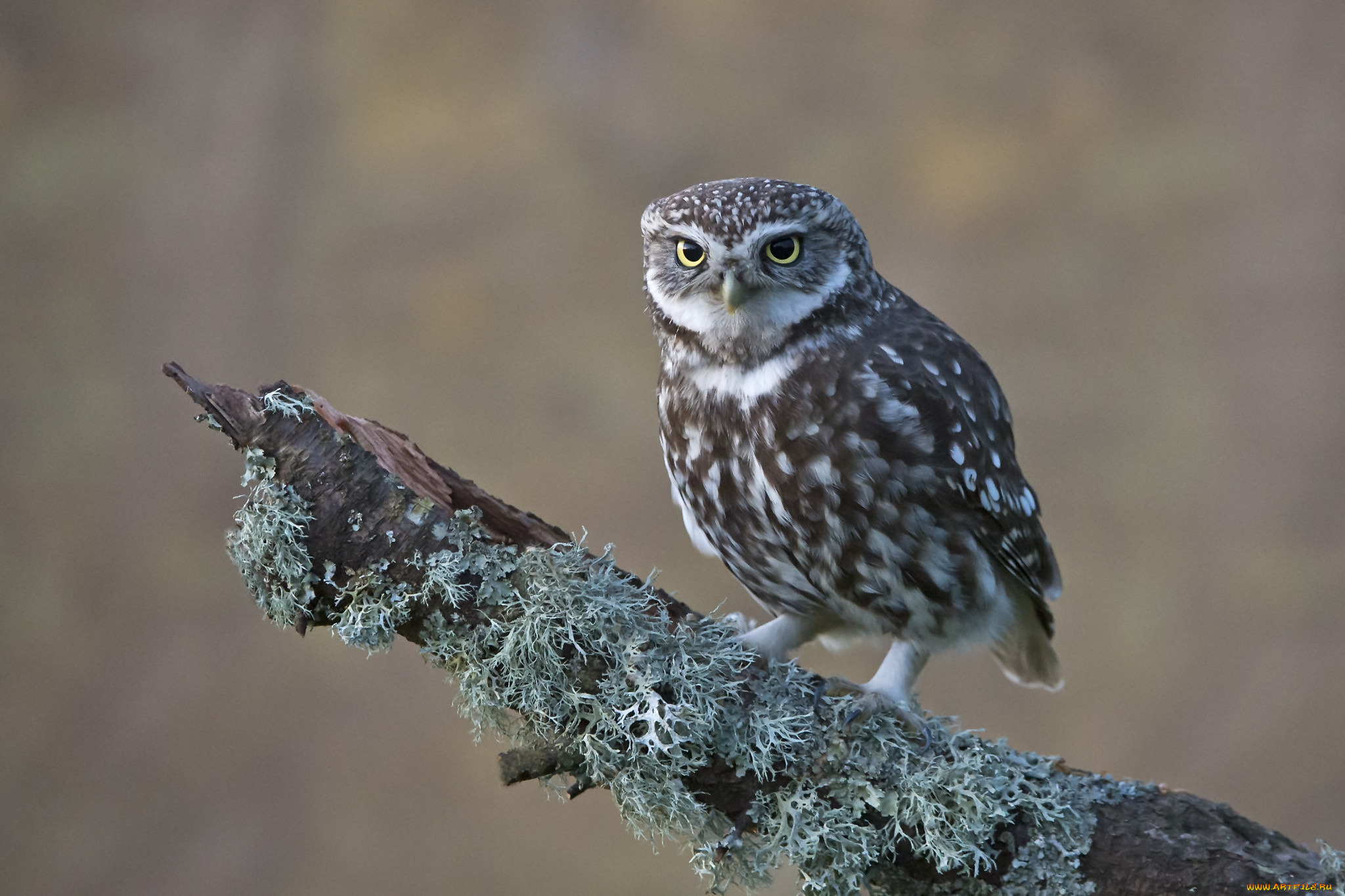 животные, совы, сова