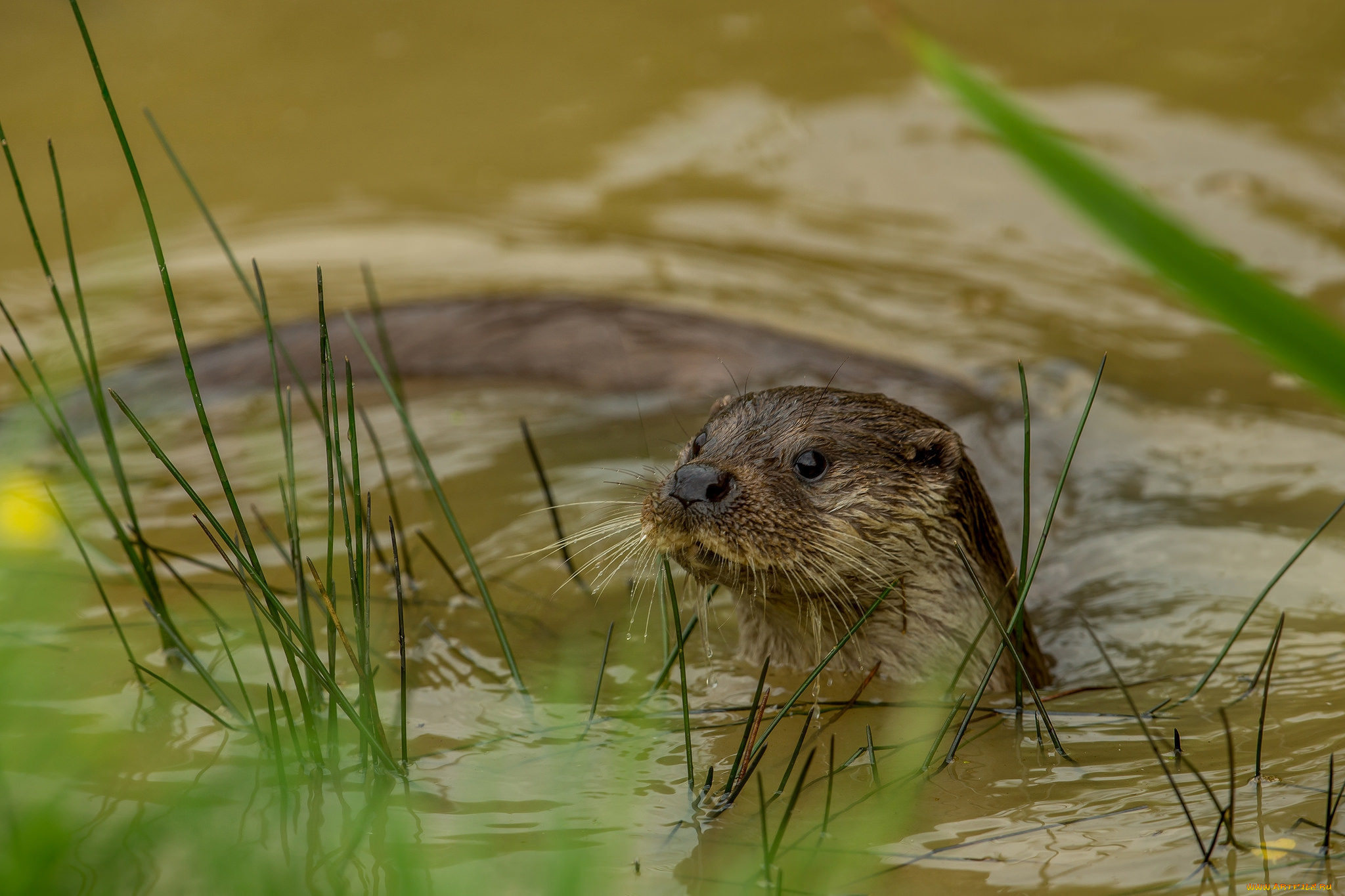 животные, выдры, , каланы, , ондатры, выдра, вода