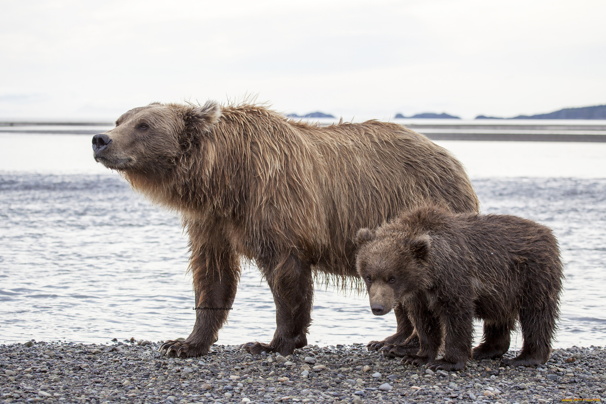 животные, медведи, медвежонок, медведица