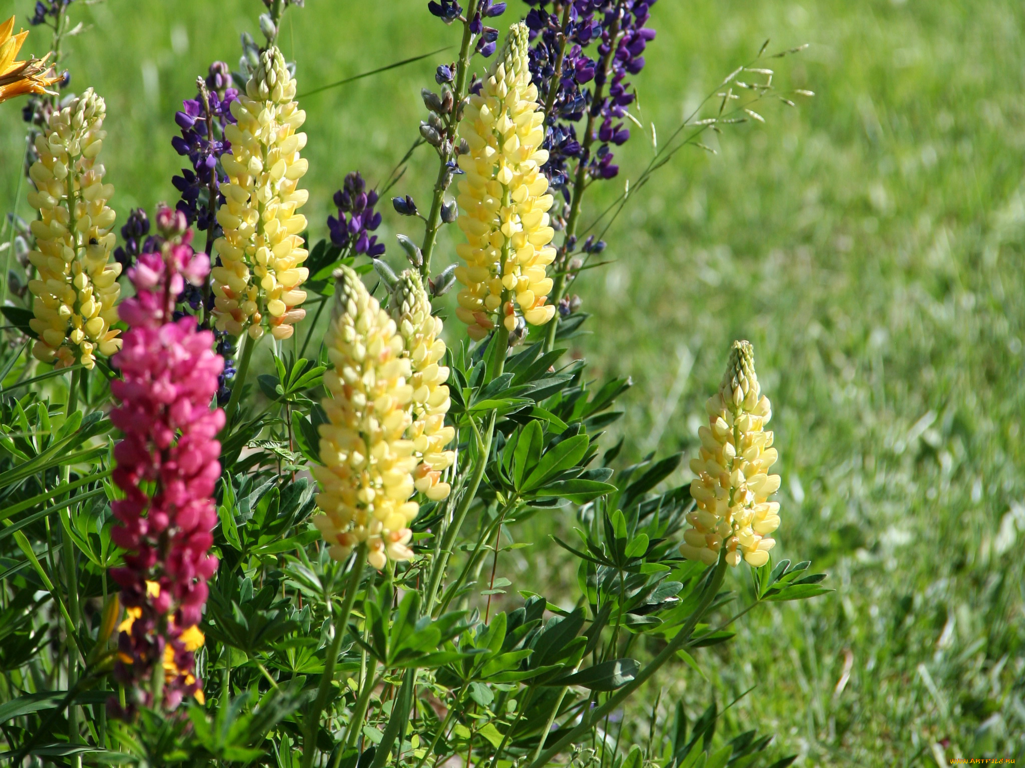 цветы, люпин, трава