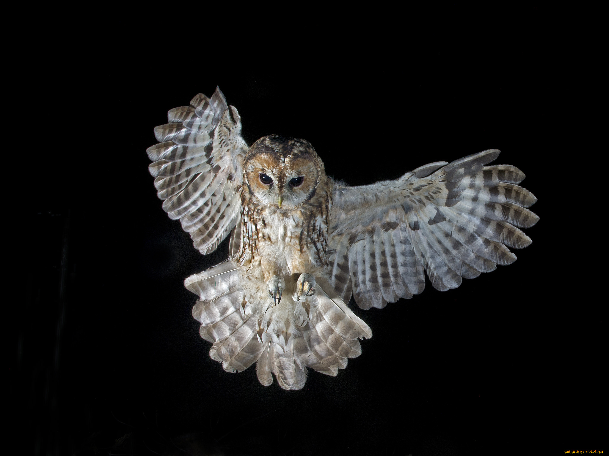 животные, совы, крылья, размах, сова
