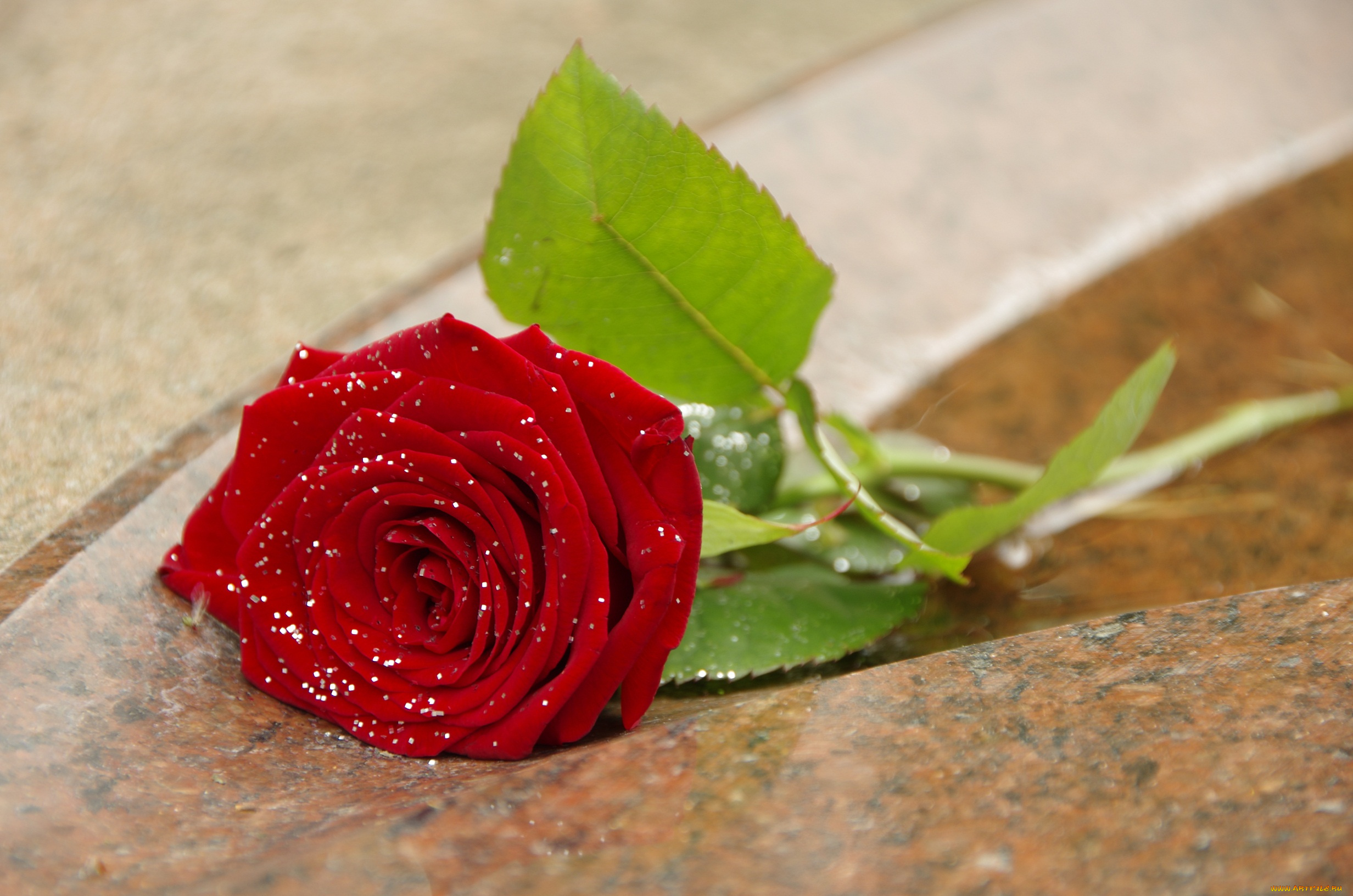 цветы, розы, leaves, petals, роза, bud, цветение, rose, листья, лепестки, blossoms, бутон