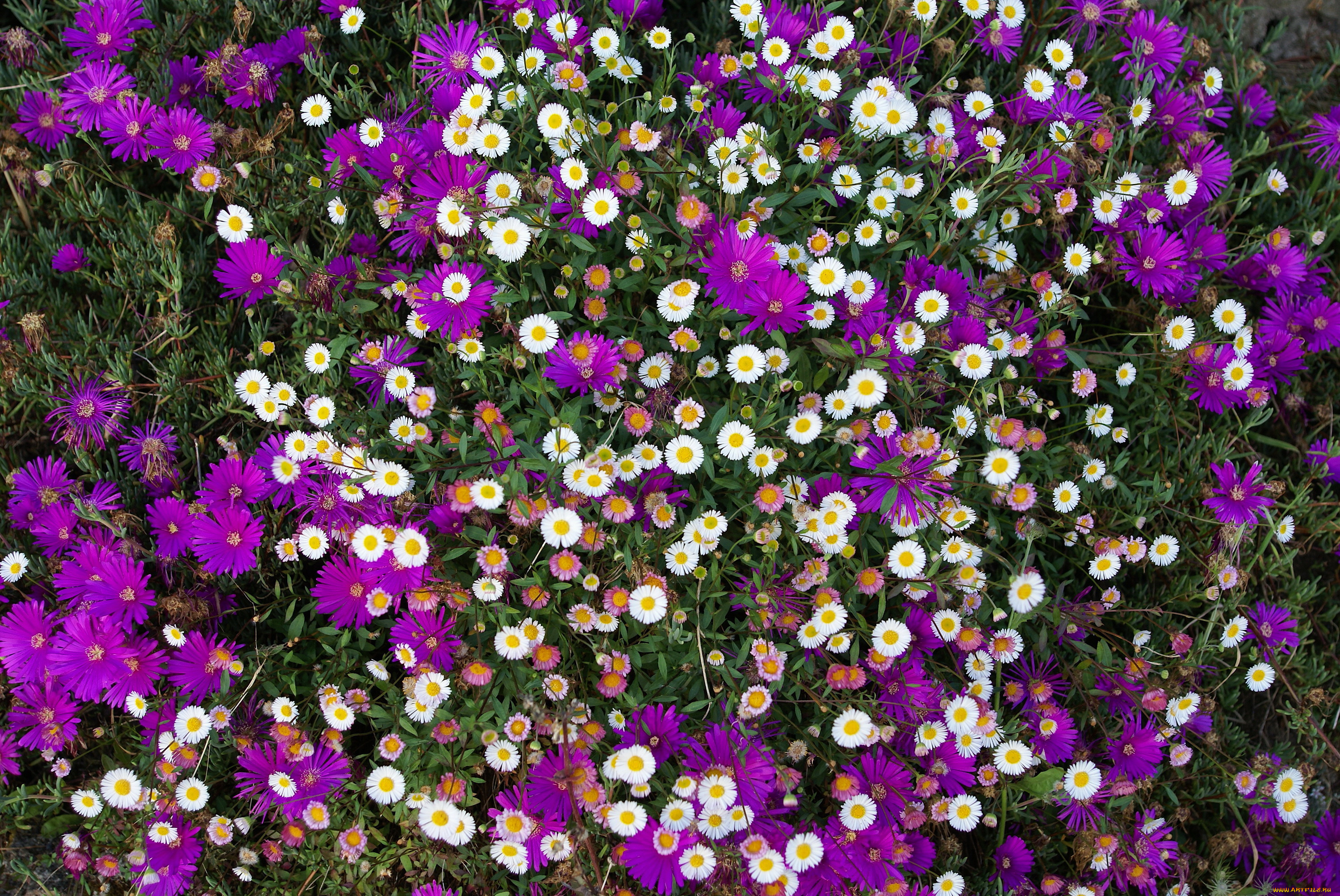 цветы, разные, вместе, mesembryanthemum, ромашки, много