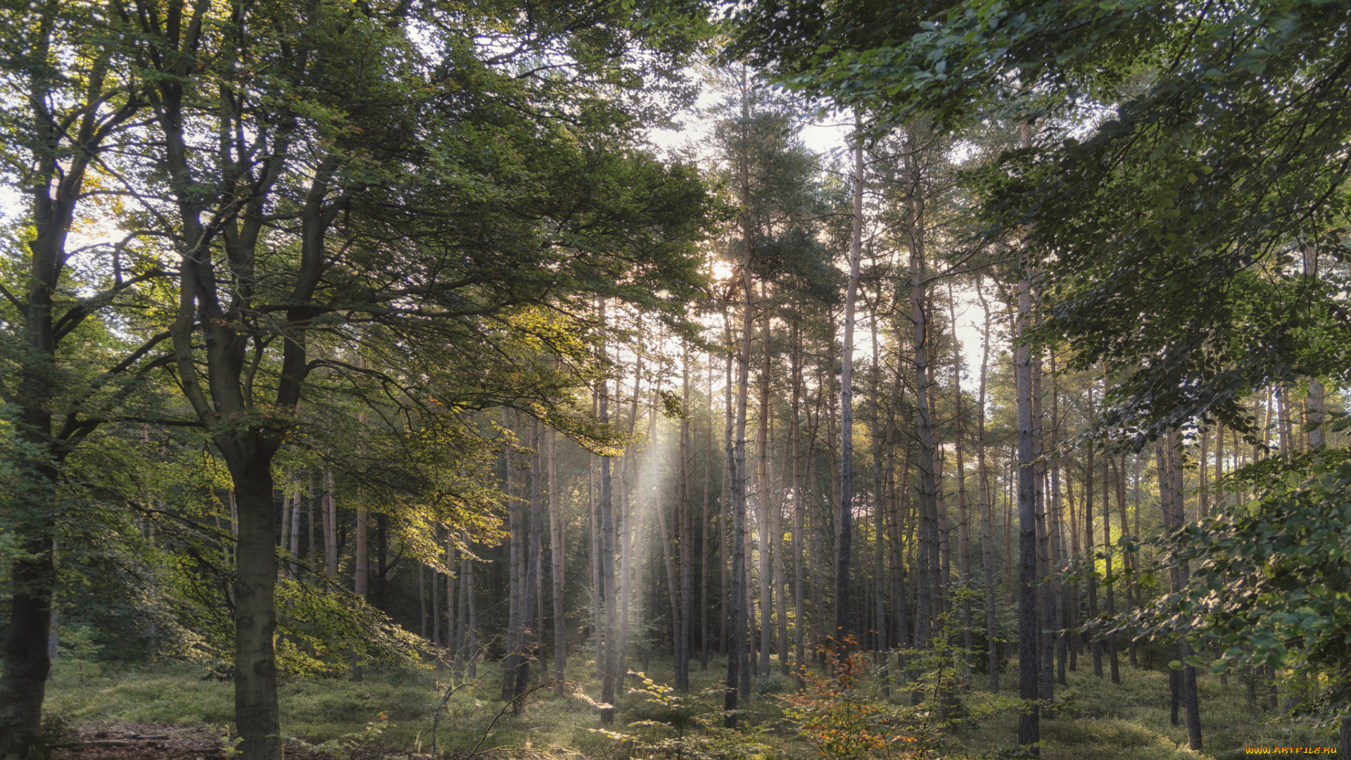 природа, лес, деревья