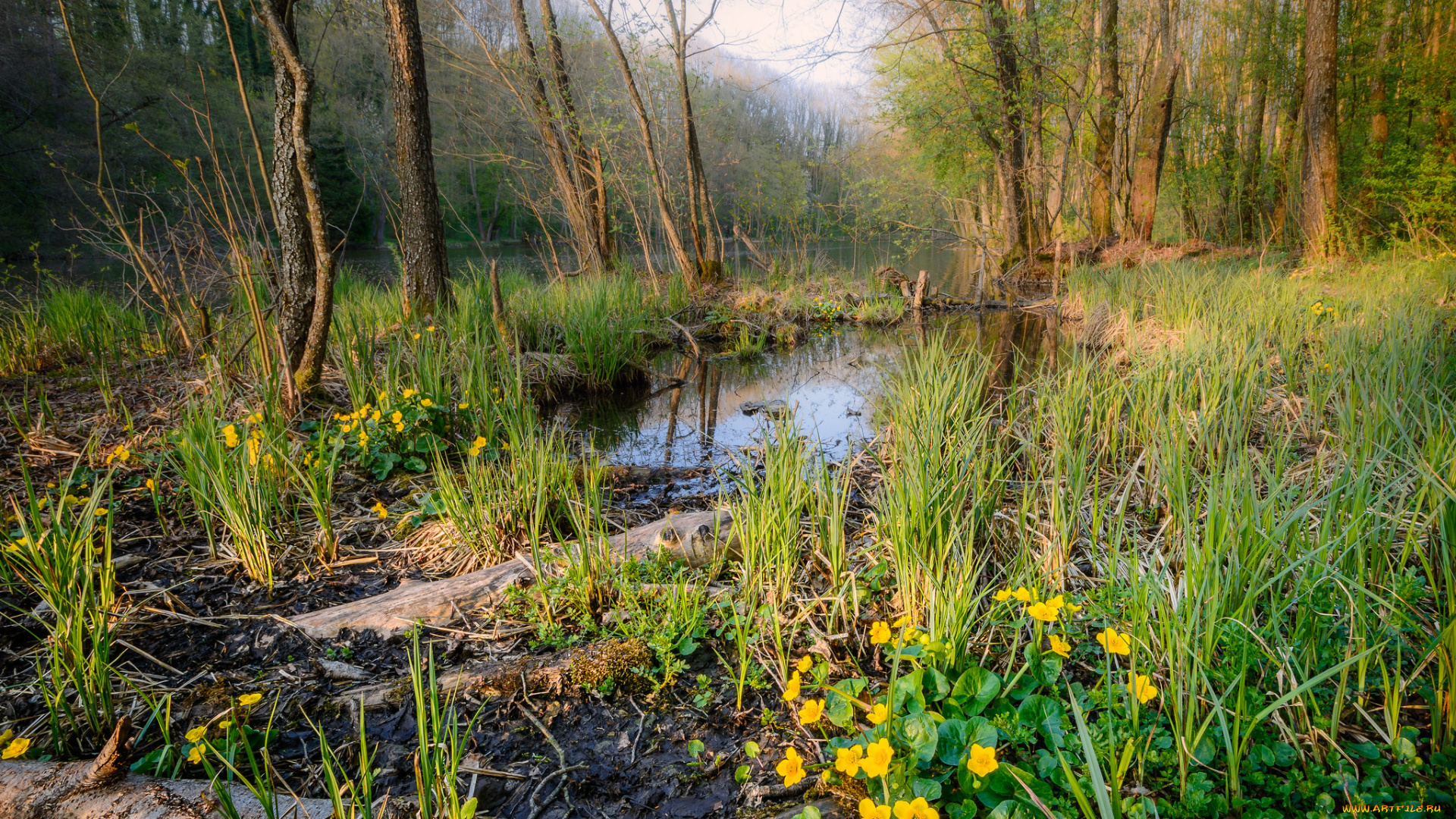 природа, лес, деревья
