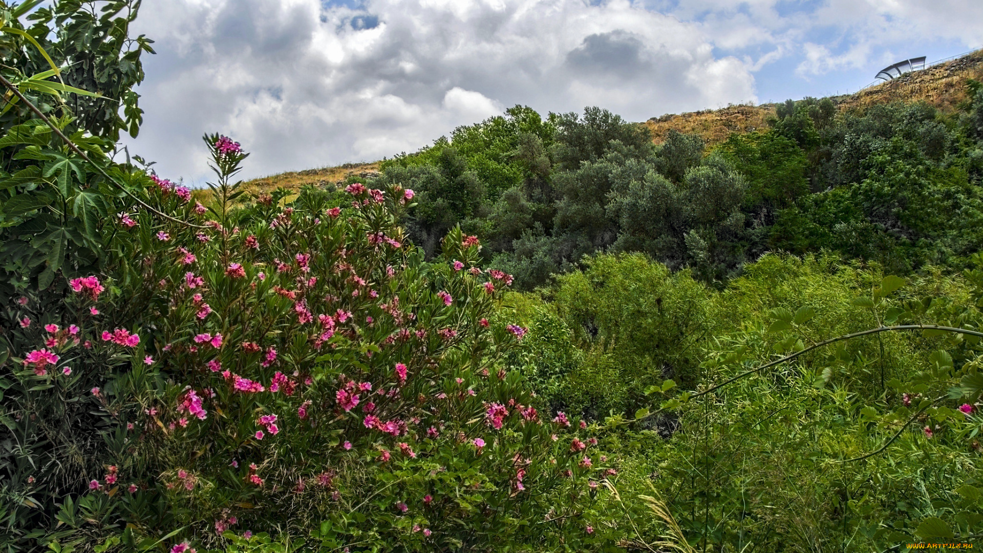 природа, лес, деревья