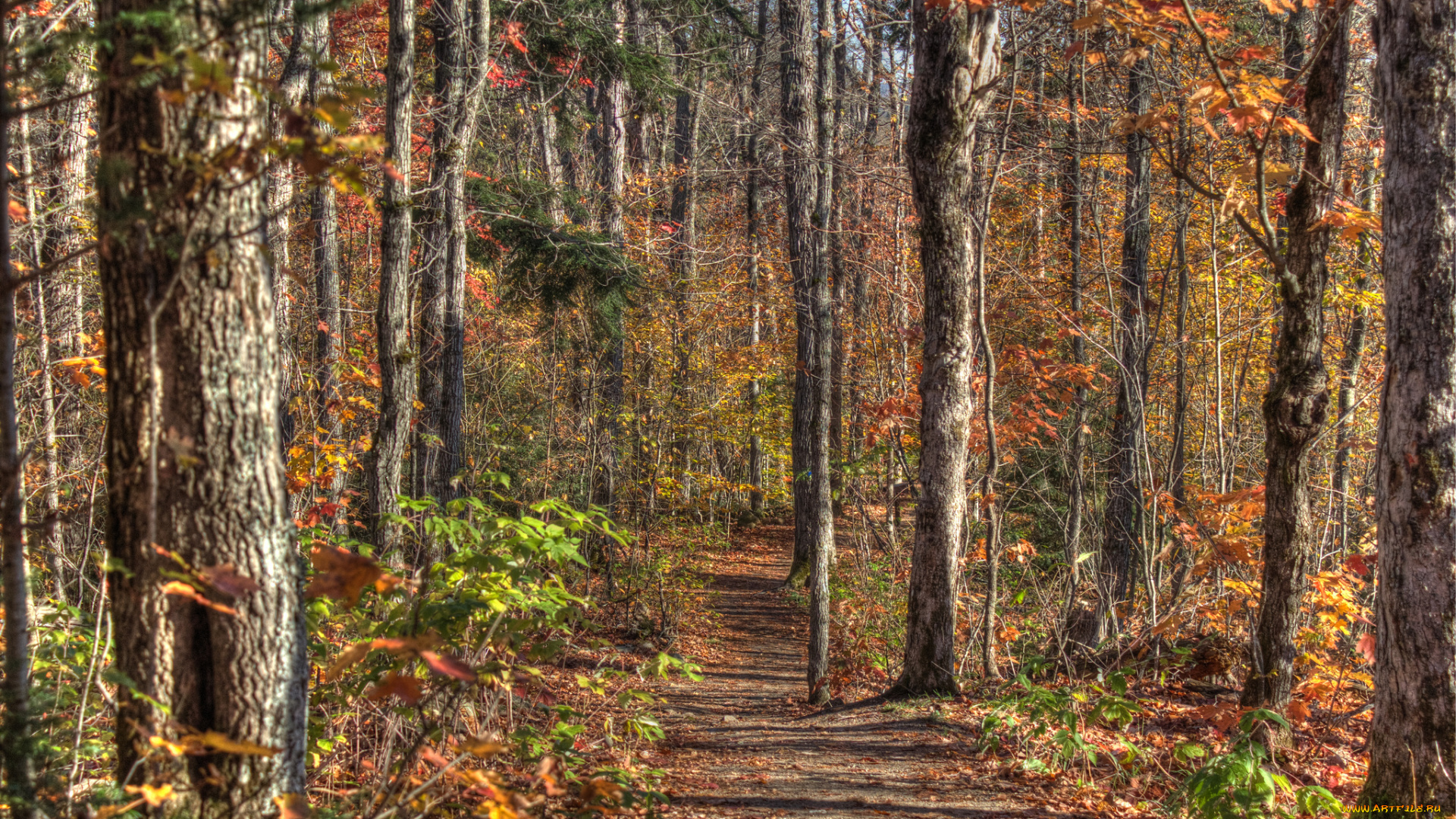 природа, лес, деревья