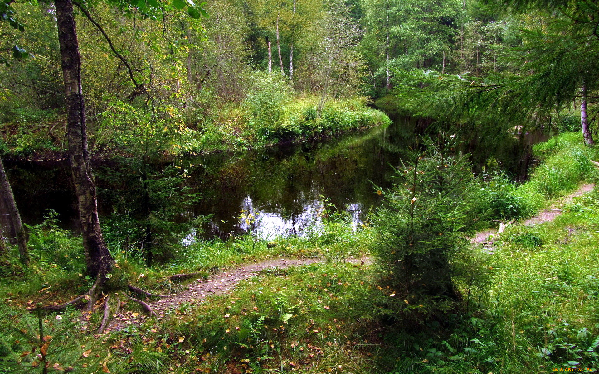 природа, реки, озера, речка, деревья, лес, тропинка