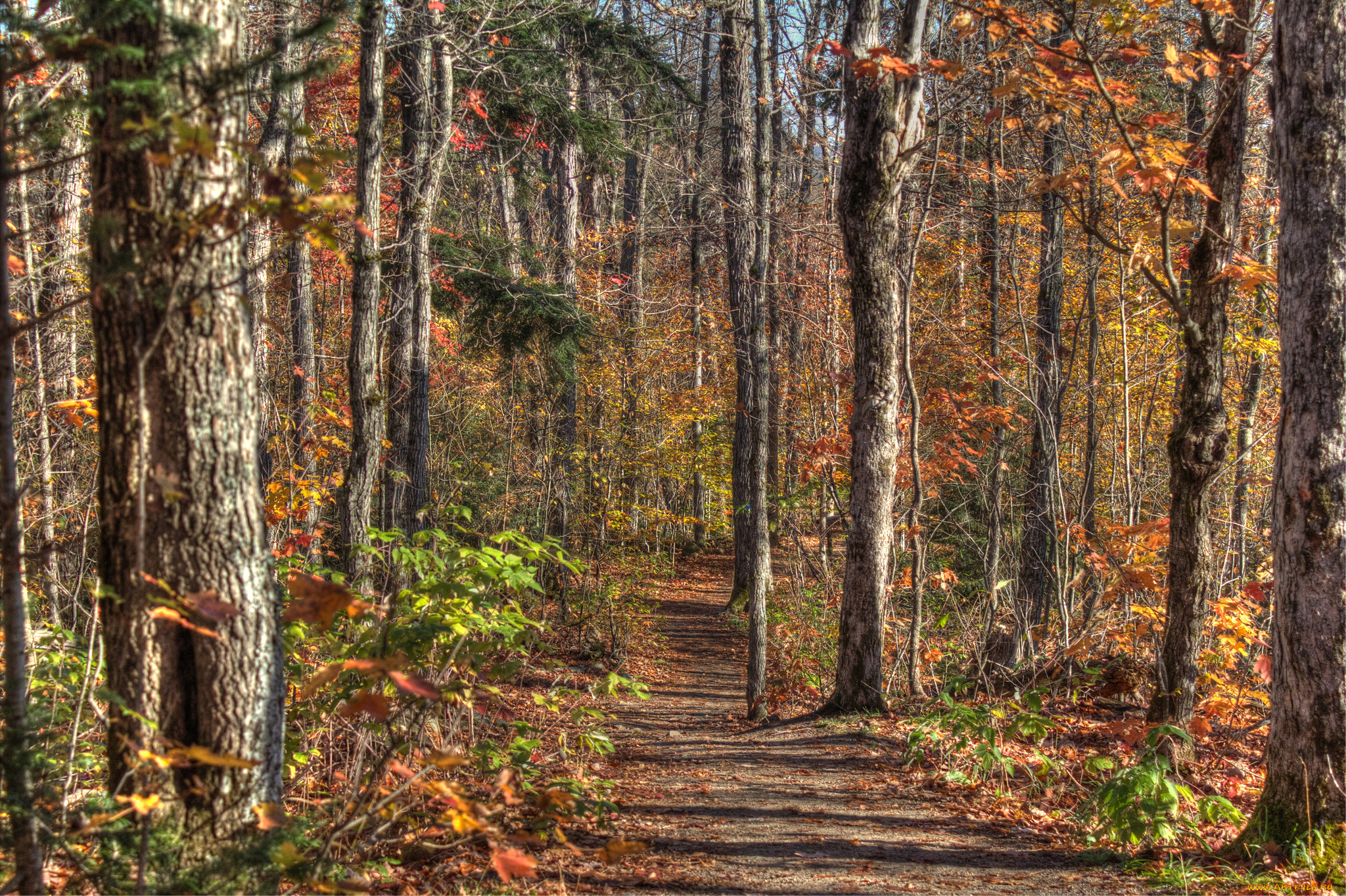 природа, лес, деревья