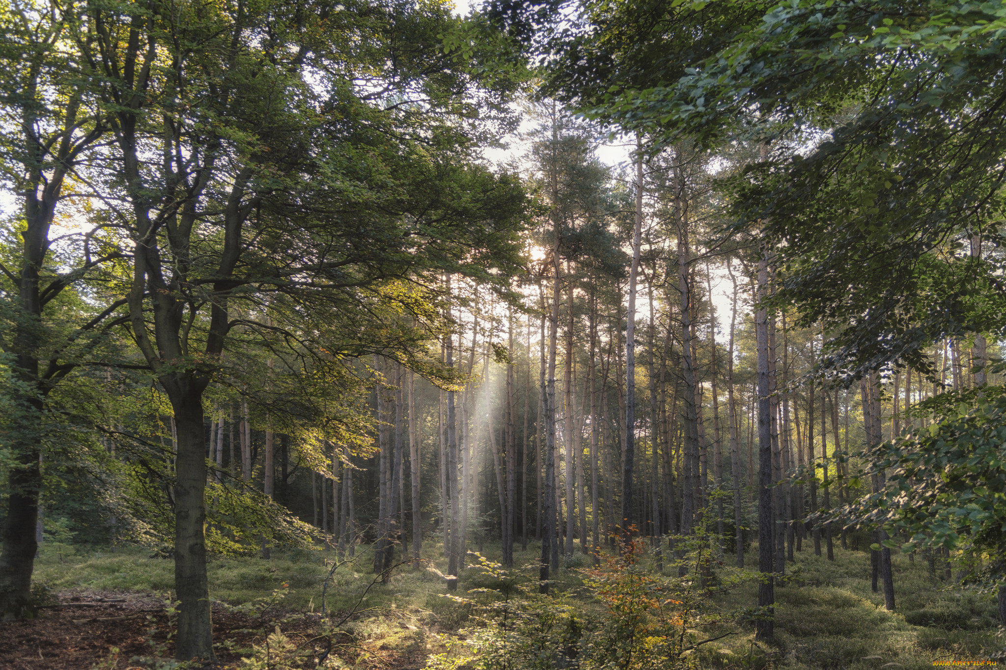 природа, лес, деревья