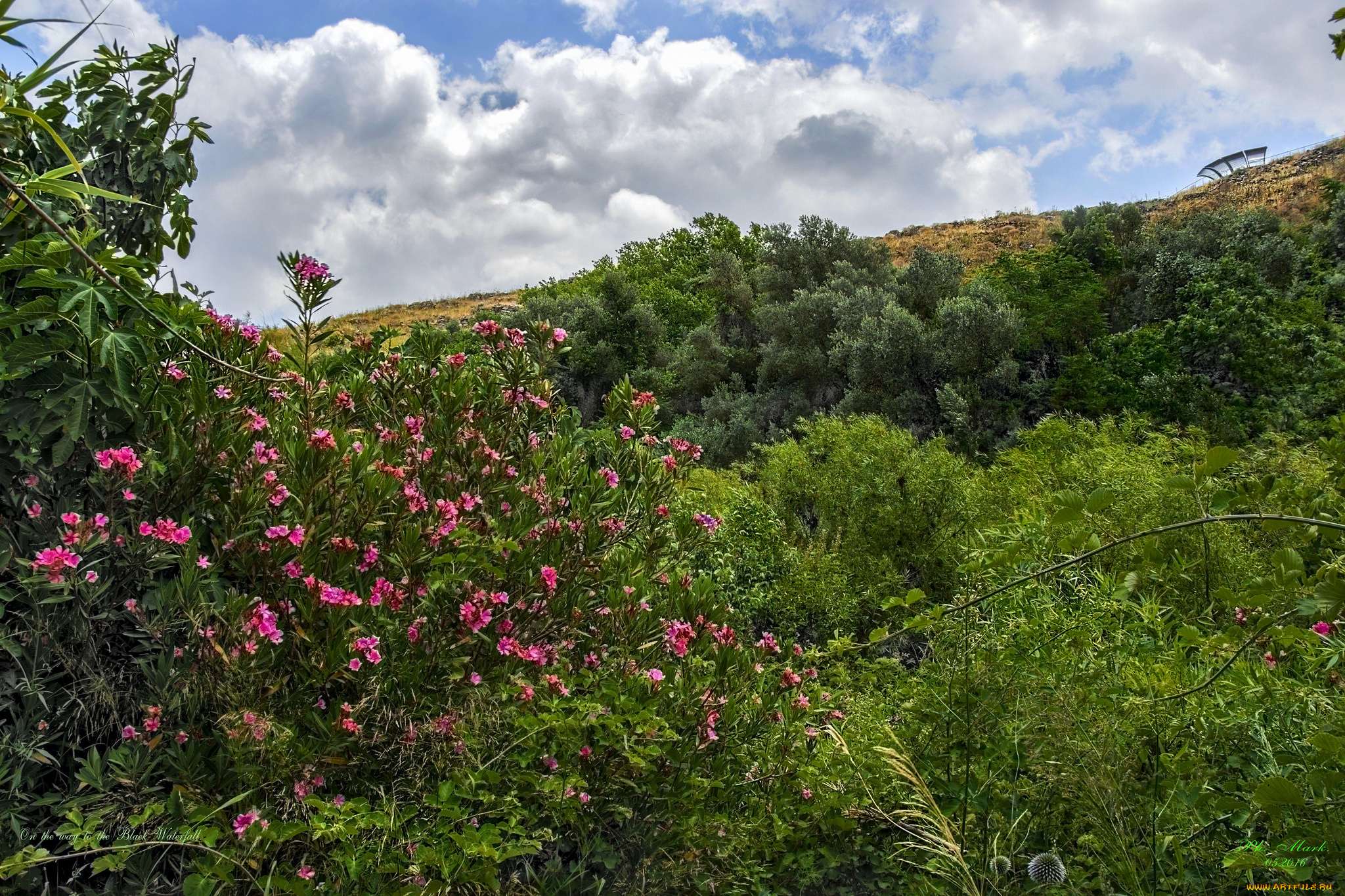 природа, лес, деревья