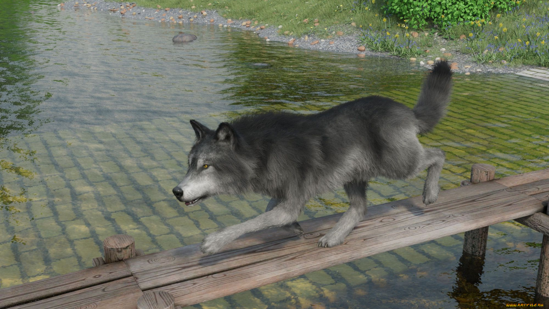 3д, графика, животные, , animals, волк