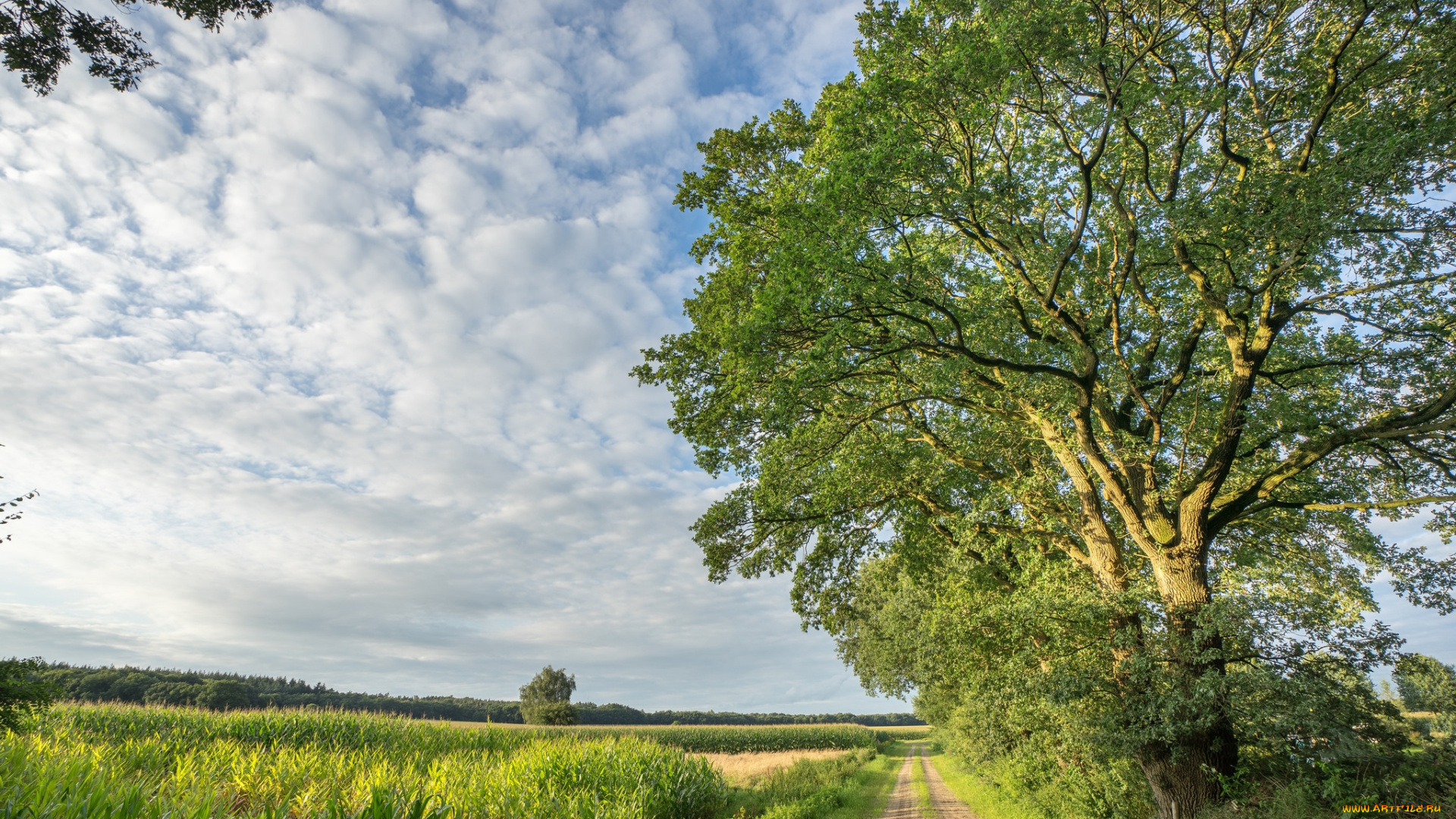 природа, дороги, простор