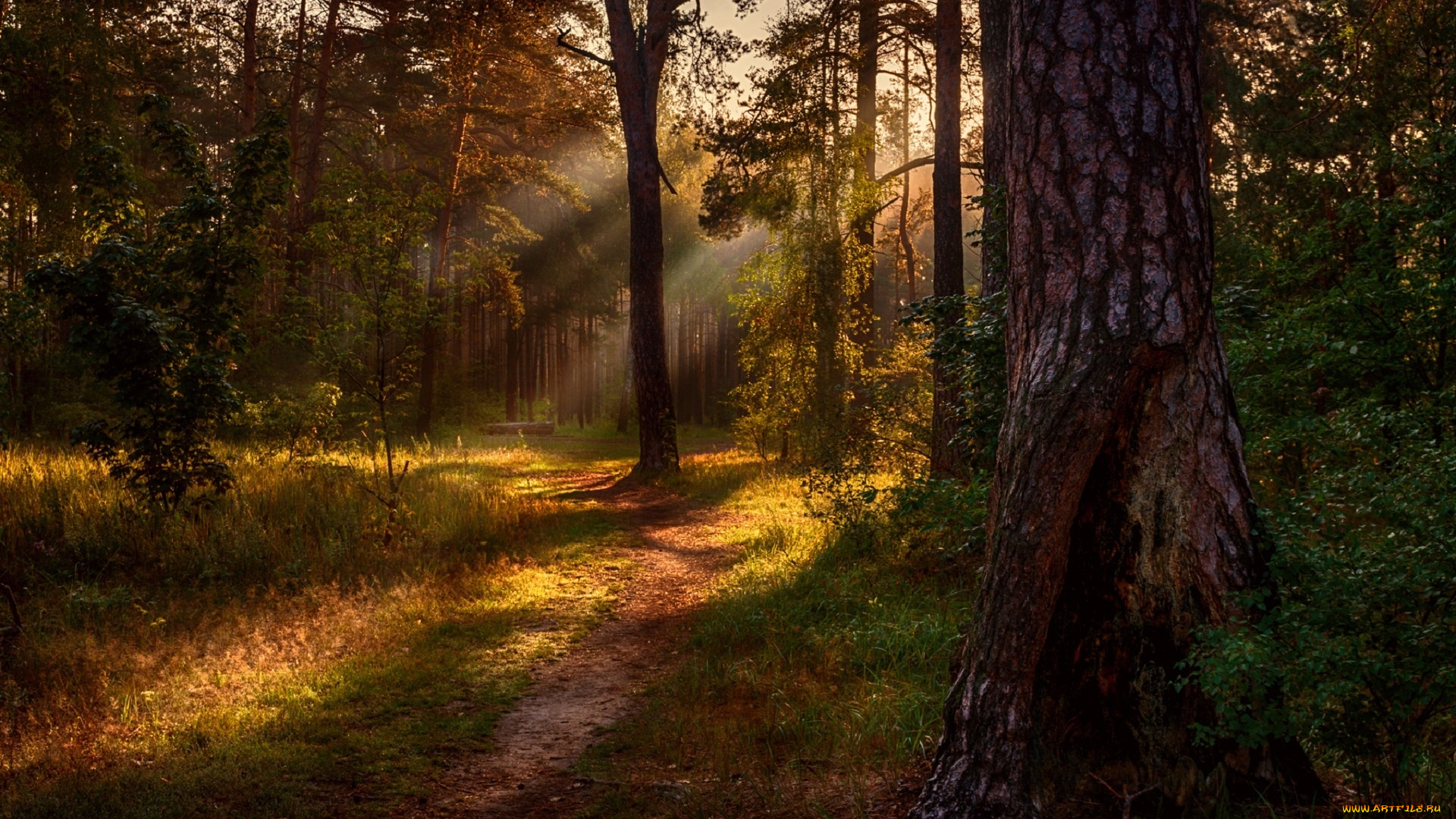 природа, дороги, тропинка, лучи, солнечный, свет, сосны, лес, утро, михаил, msh