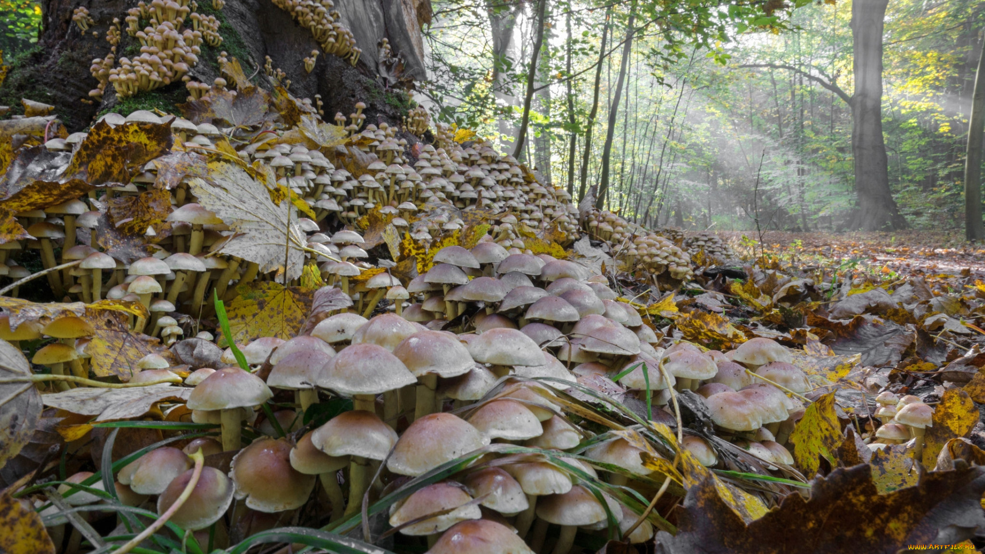 природа, грибы, простор