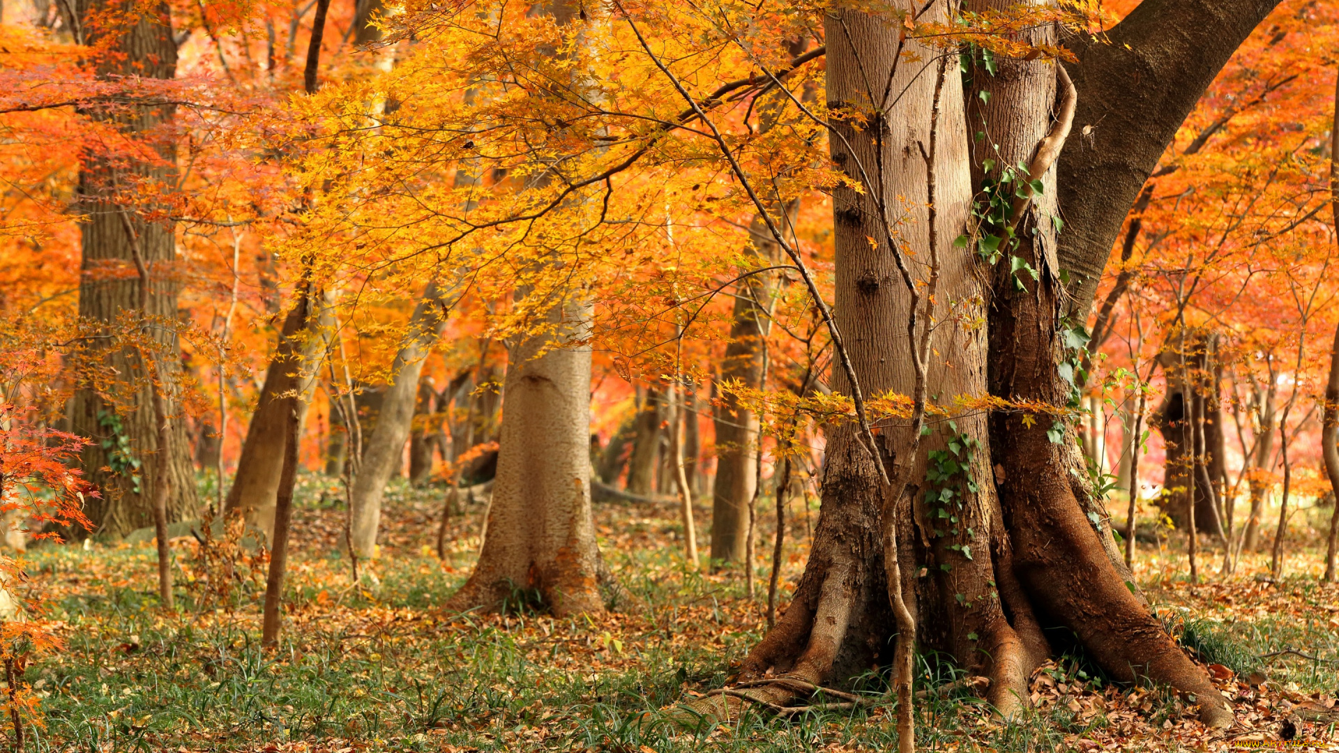 природа, лес, woodland, autumn, foliage, grass