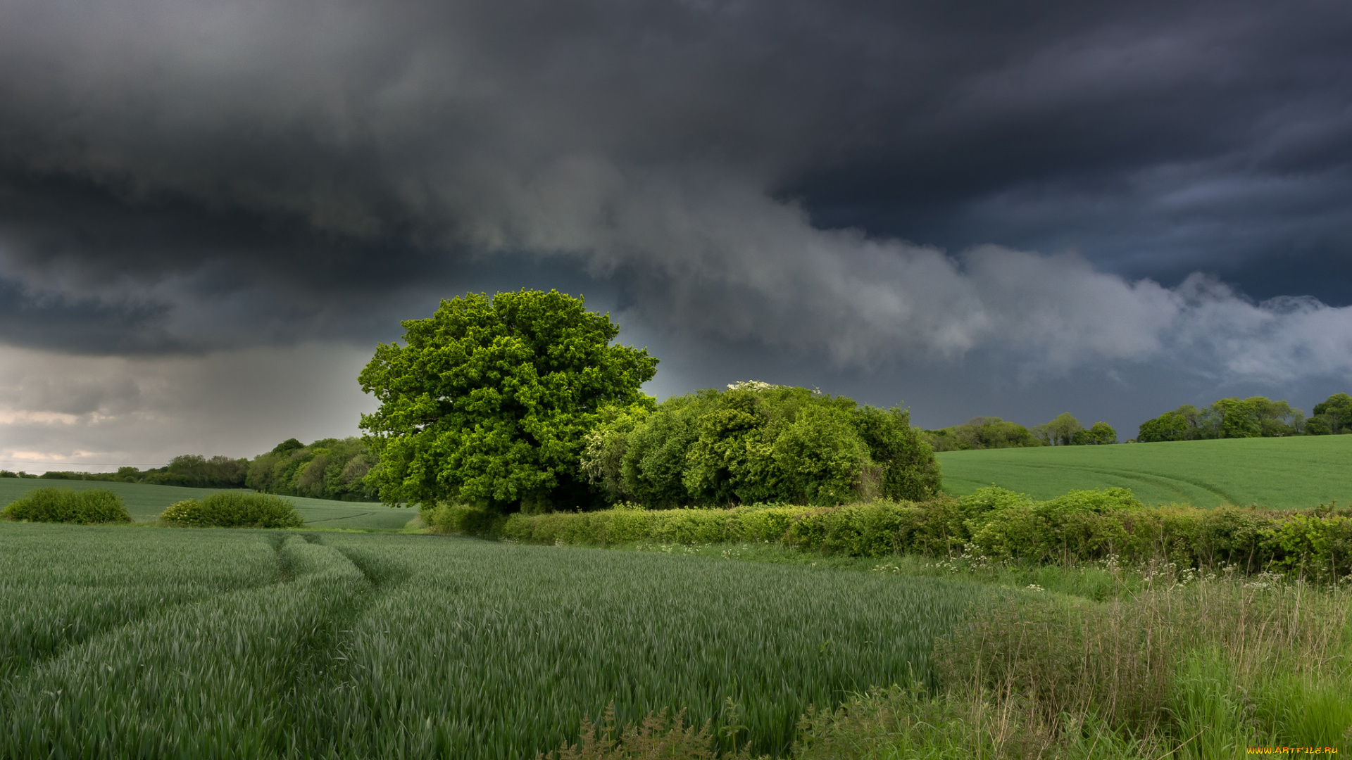 природа, поля, простор