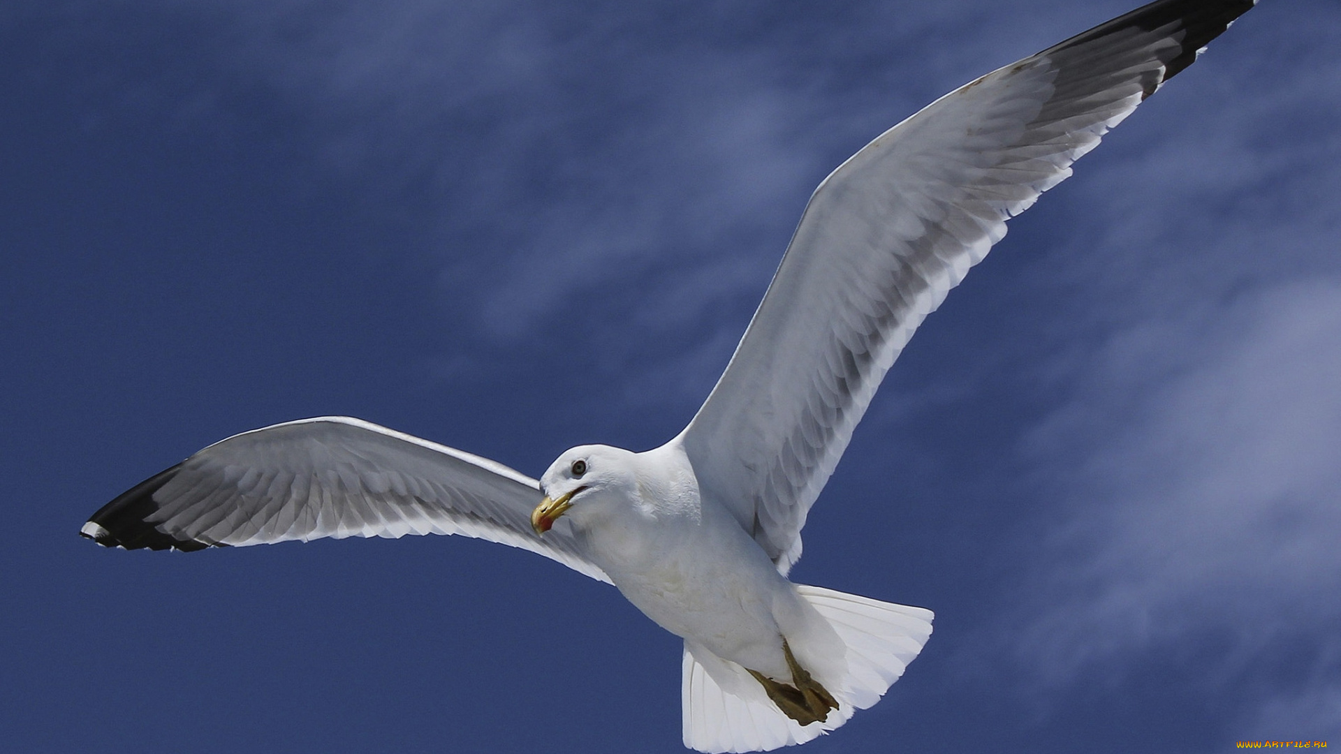 животные, Чайки, , бакланы, , крачки, птичка