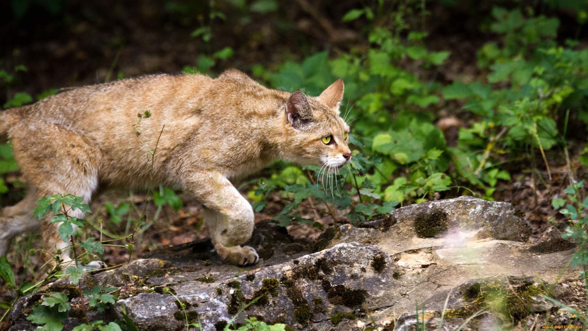 животные, дикие, кошки, профиль