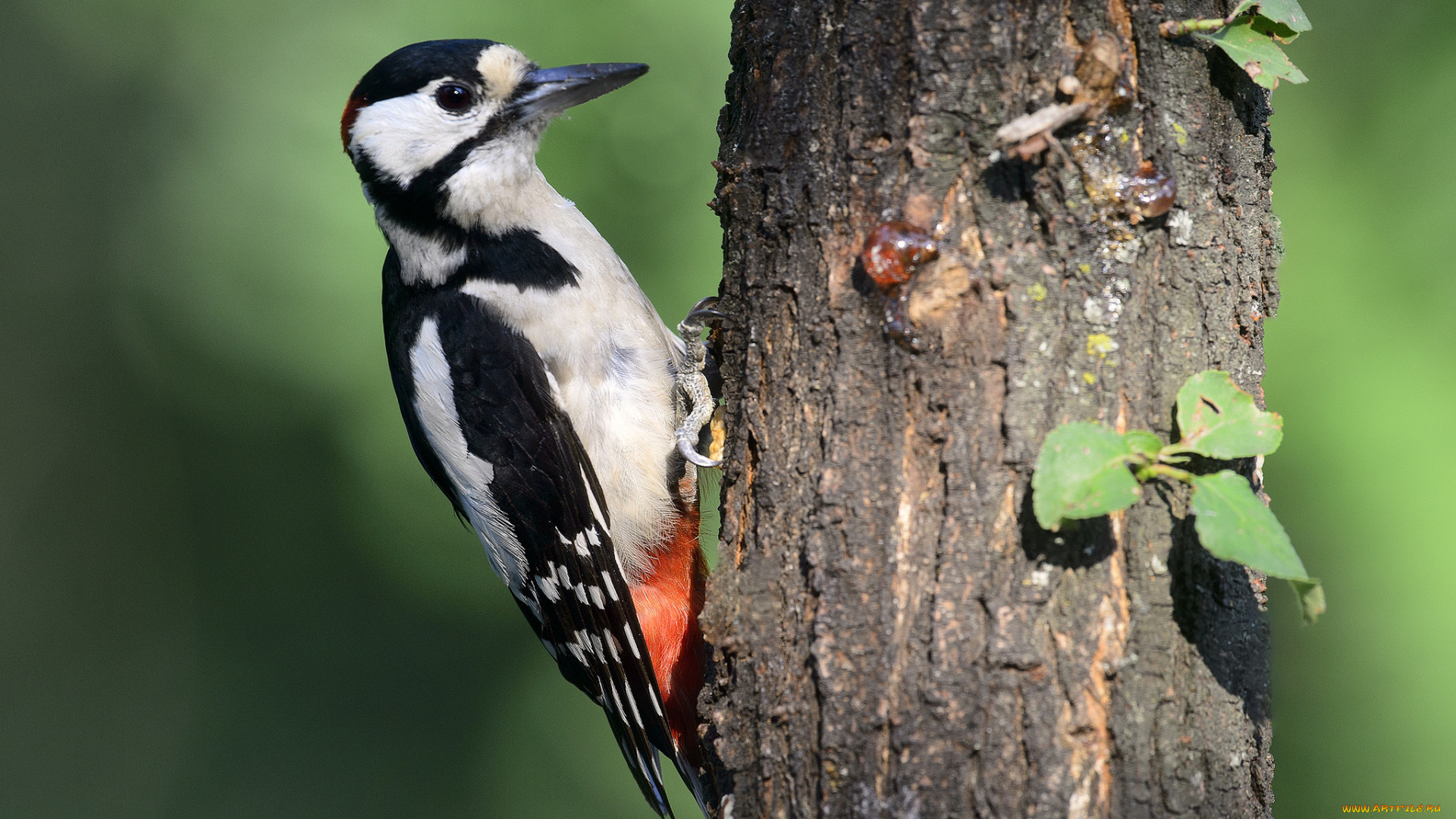 животные, дятлы, птичка