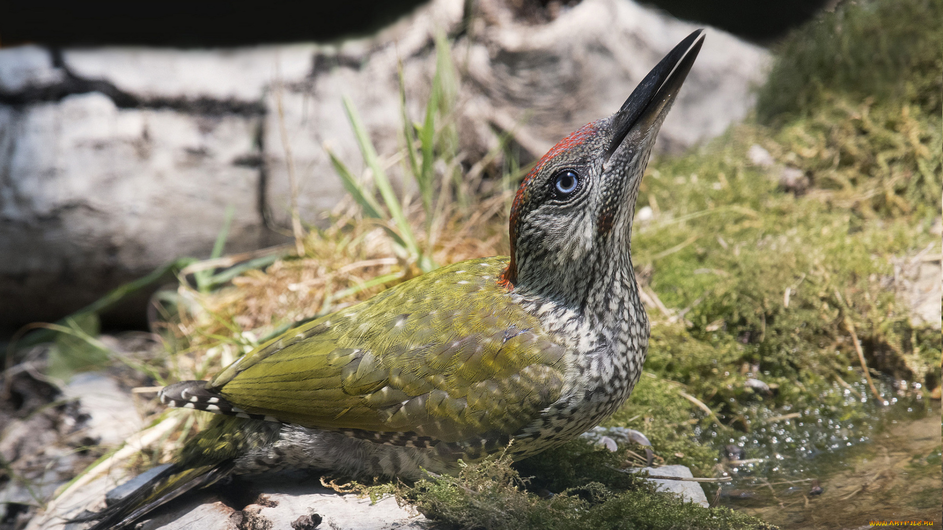 животные, дятлы, птичка