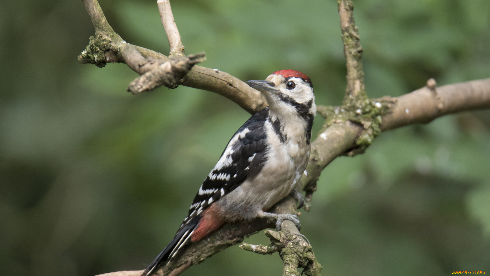 животные, дятлы, птичка