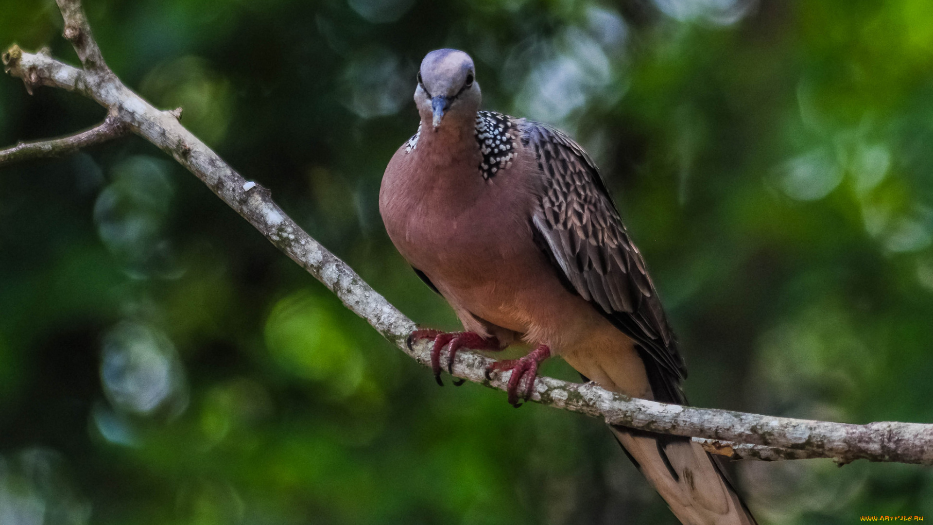 животные, голуби, птичка