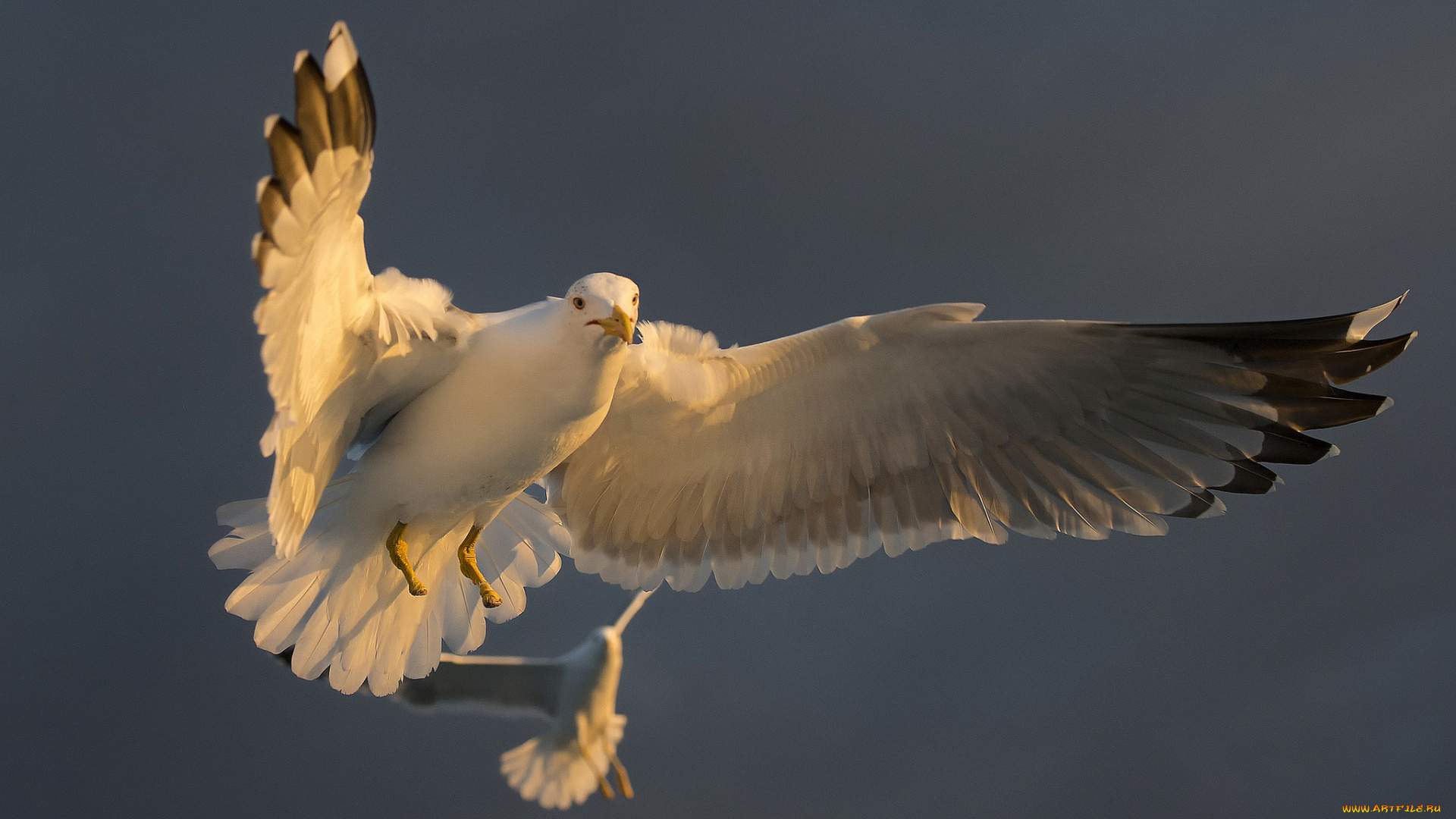 животные, голуби, птичка