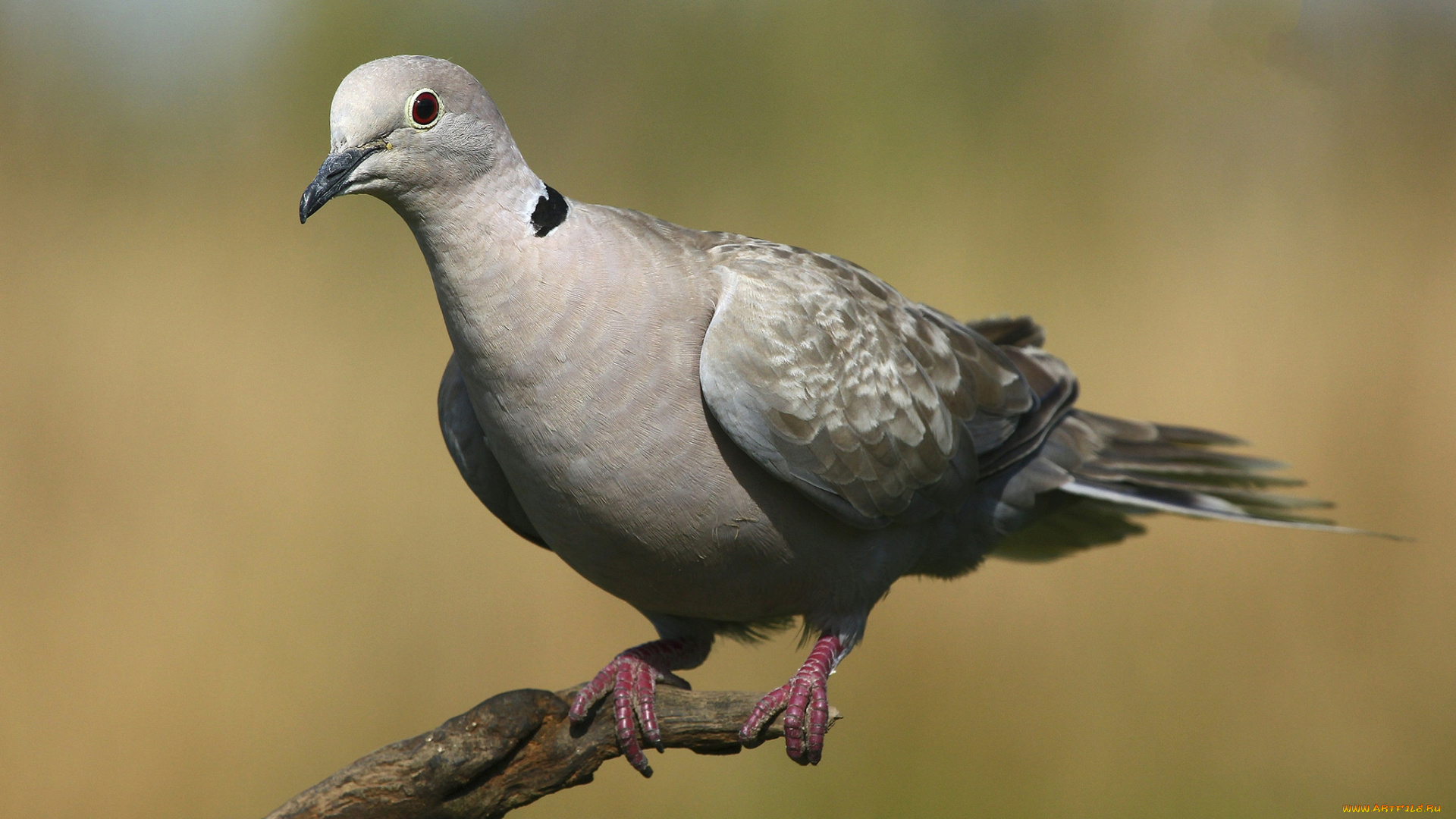 животные, голуби, птичка