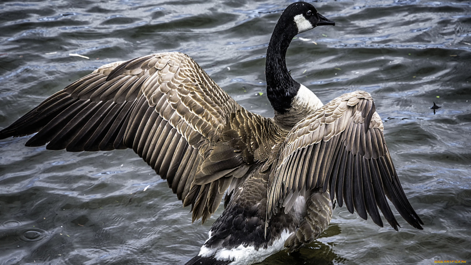 животные, гуси, птичка