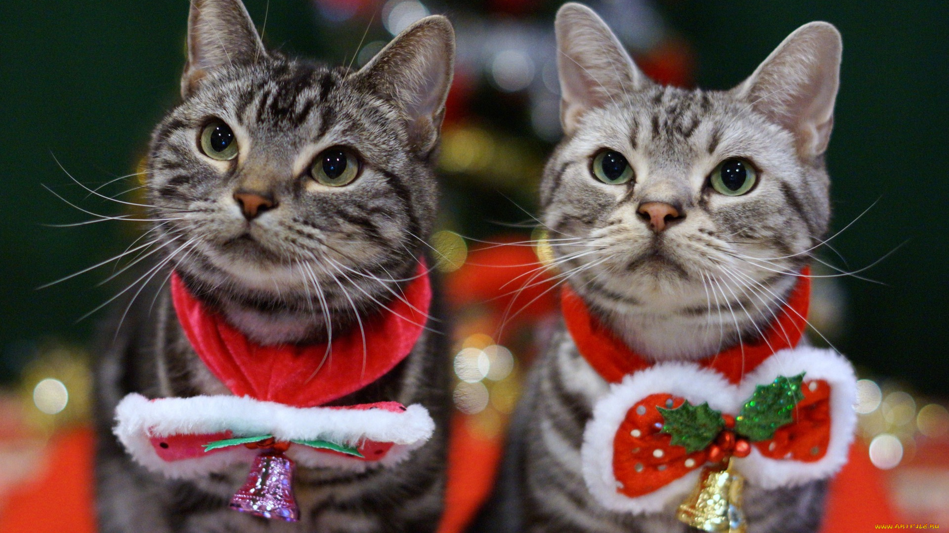 животные, коты, двое, взгляд