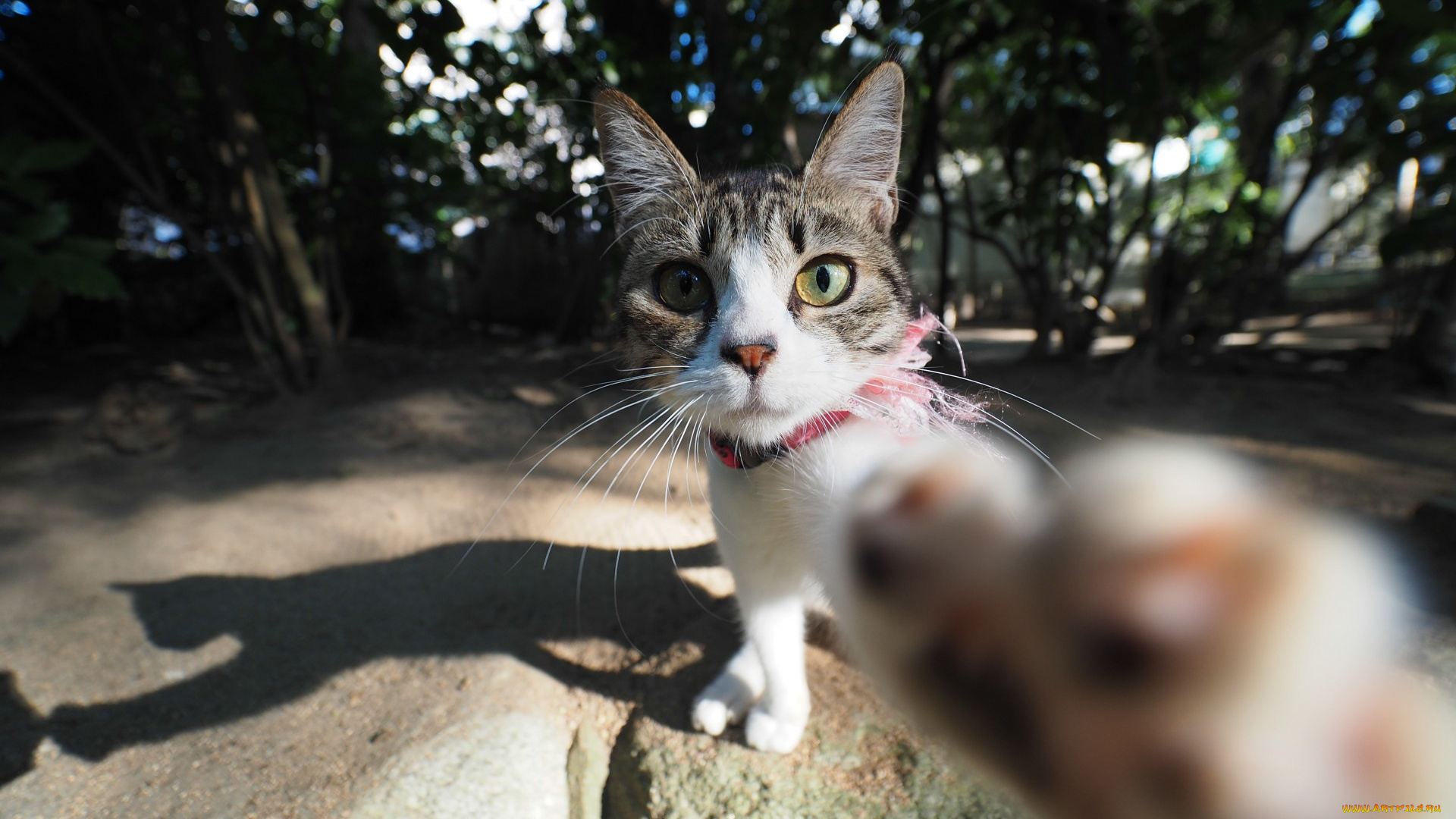 животные, коты, морда